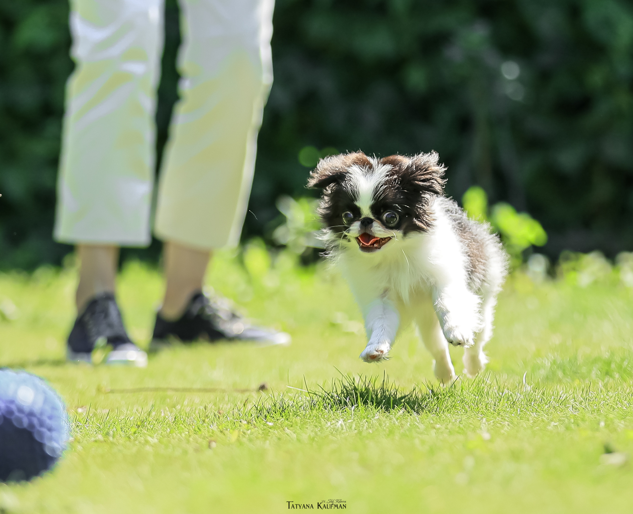 Японский хин, фотография японский хин, собака в цветах, красивая собака, фотограф анималист, фотокурс Анималистика, научиться фотографировать собак, фотограф Новосибирск