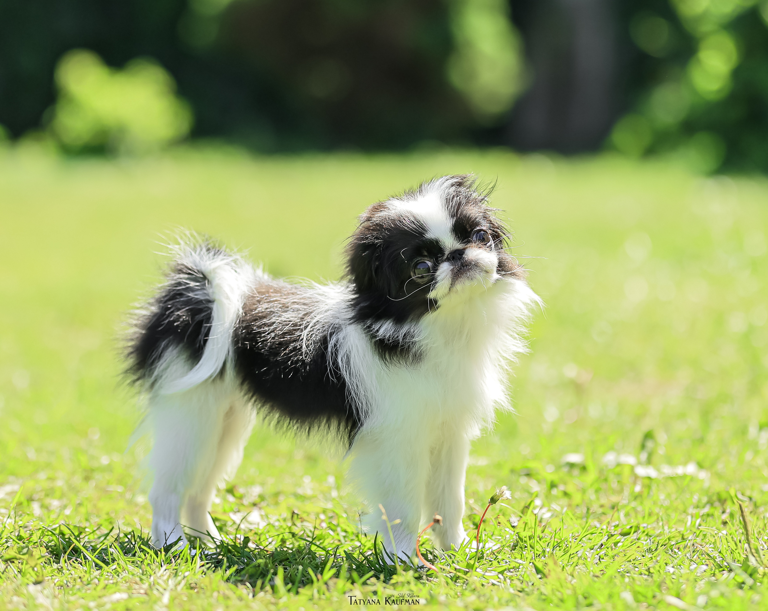 Японский хин, фотография японский хин, собака в цветах, красивая собака, фотограф анималист, фотокурс Анималистика, научиться фотографировать собак, фотограф Новосибирск