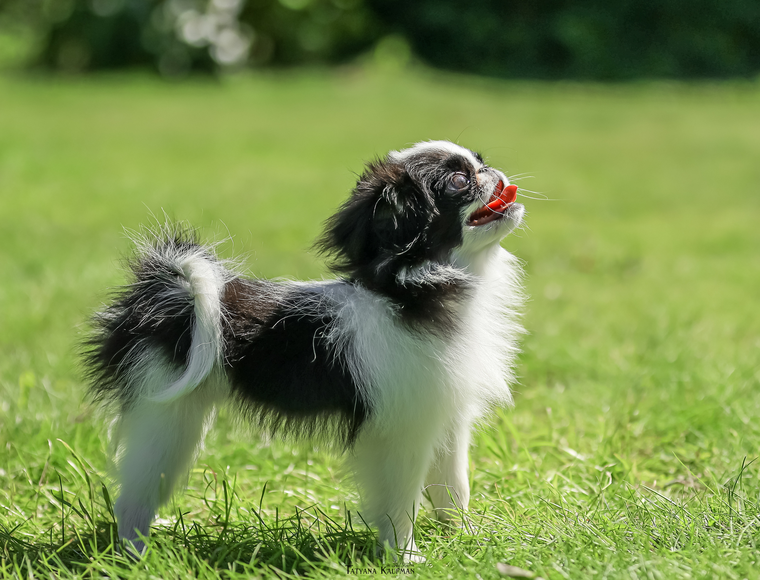 Японский хин, фотография японский хин, собака в цветах, красивая собака, фотограф анималист, фотокурс Анималистика, научиться фотографировать собак, фотограф Новосибирск
