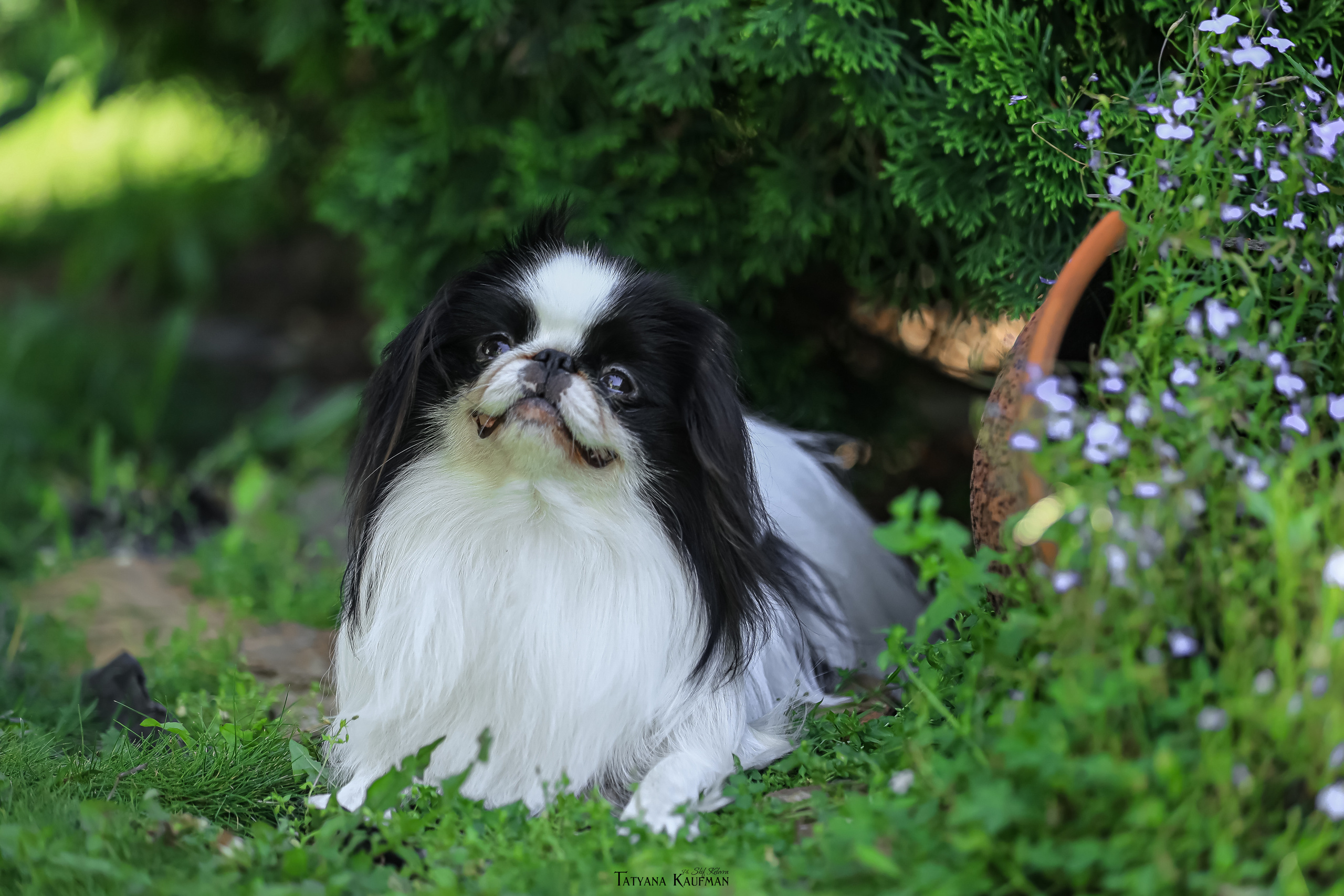 Японский хин, фотография японский хин, собака в цветах, красивая собака, фотограф анималист, фотокурс Анималистика, научиться фотографировать собак, фотограф Новосибирск