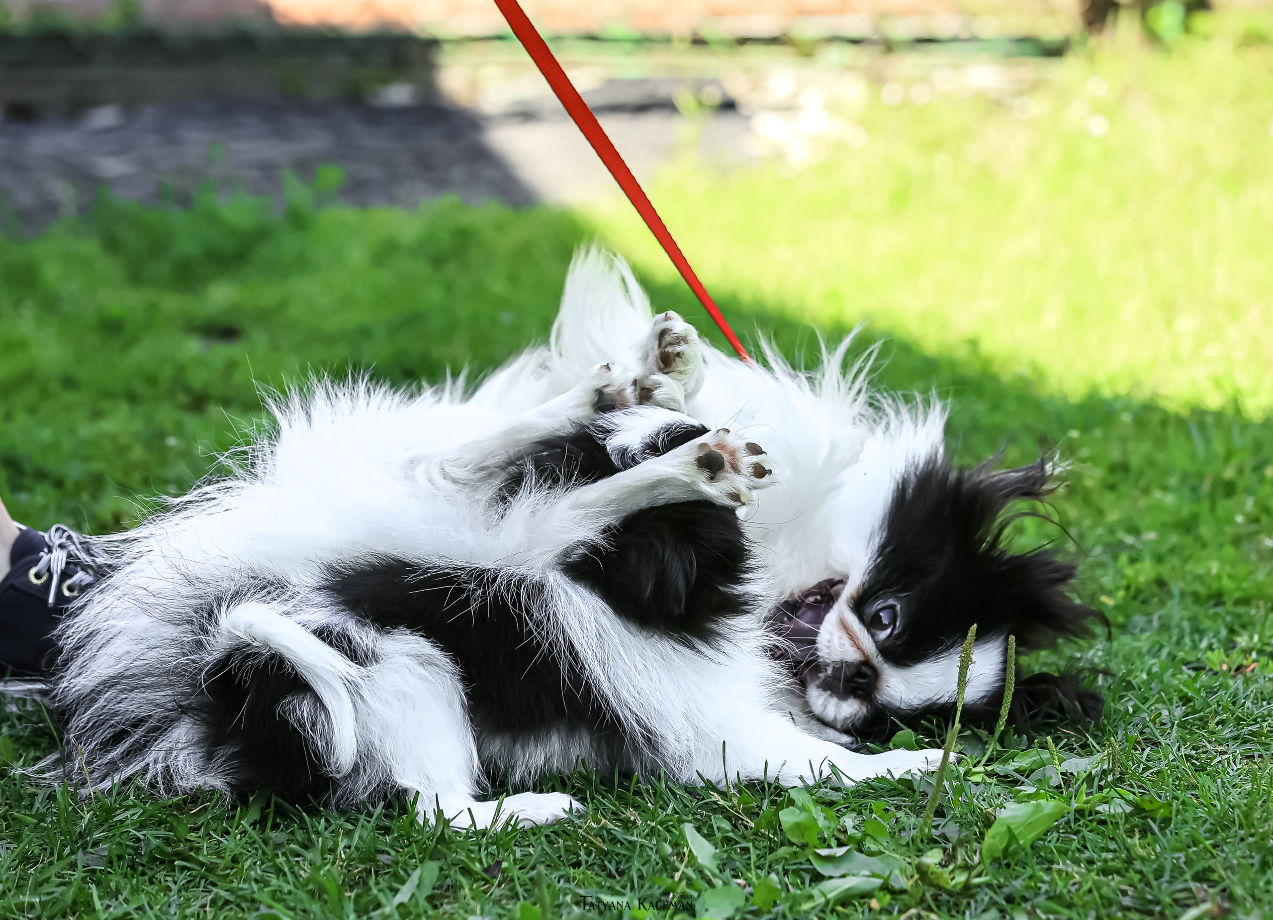 Японский хин, фотография японский хин, собака в цветах, красивая собака, фотограф анималист, фотокурс Анималистика, научиться фотографировать собак, фотограф Новосибирск
