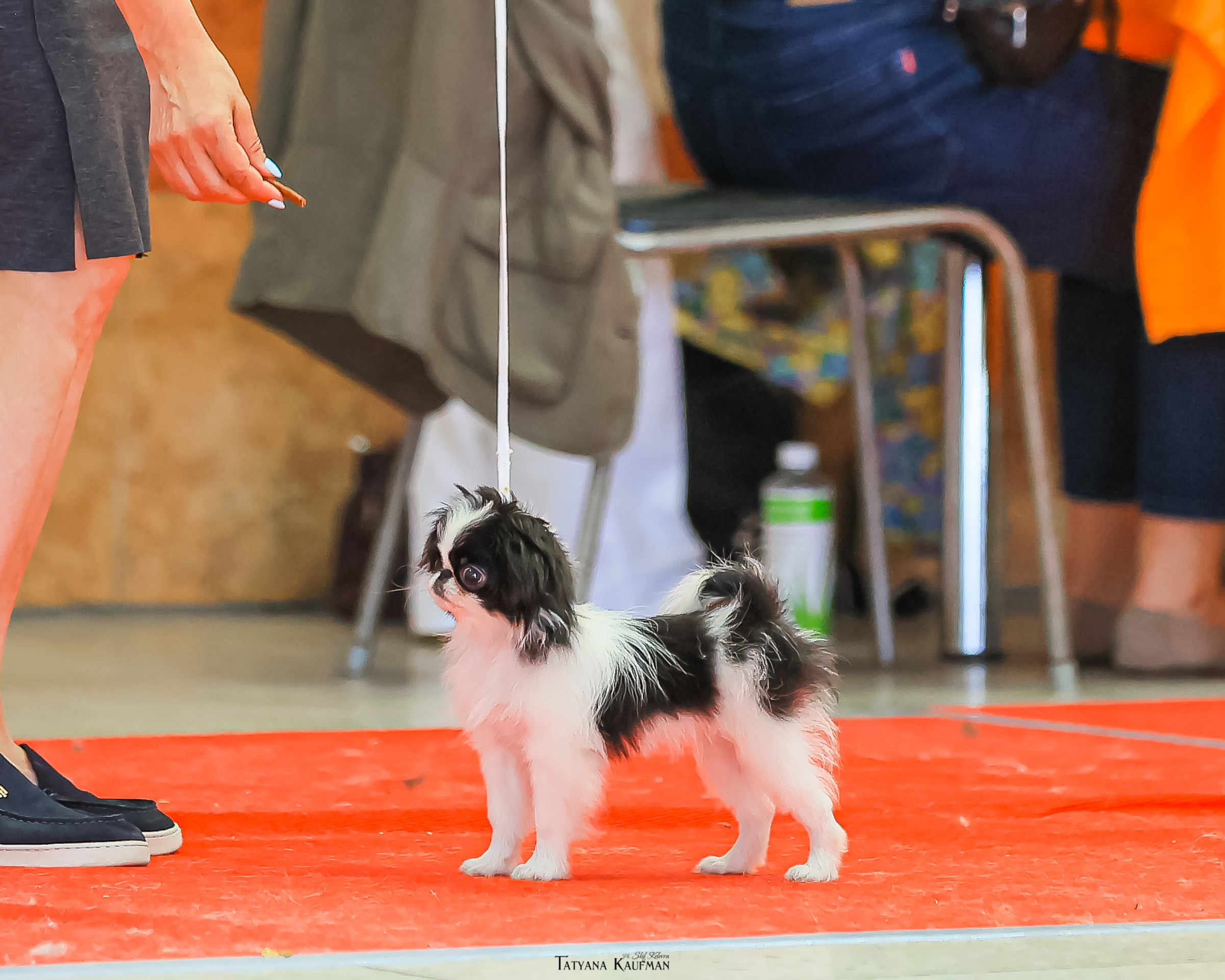 Японский хин, фотография японский хин, красивая собака, фотограф анималист, фотокурс Анималистика, научиться фотографировать собак, фотограф Новосибирск, фотосъемка на выставке, экстерьерная фотосессия, выставка собак Новосибирск