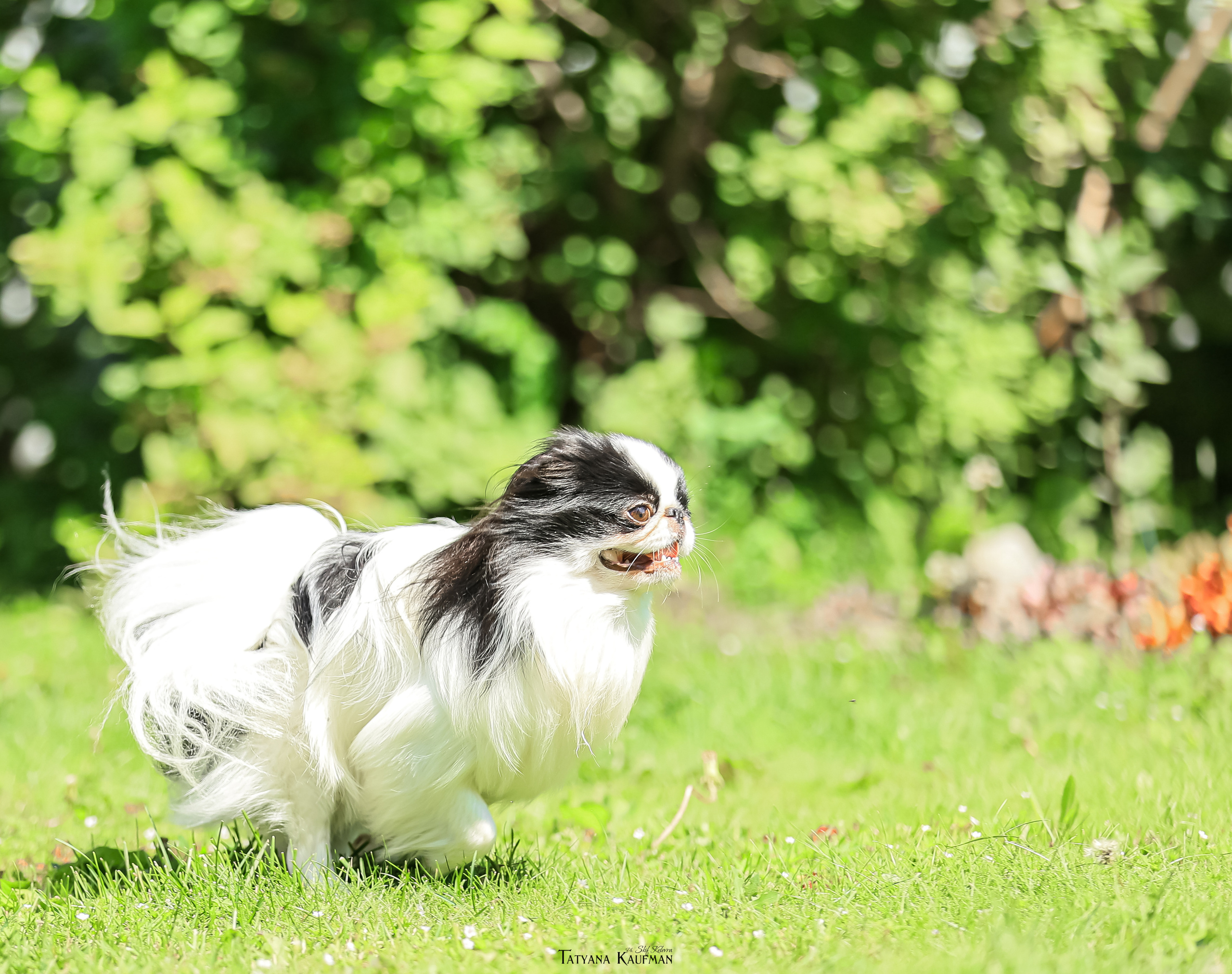 Японский хин, фотография японский хин, собака в цветах, красивая собака, фотограф анималист, фотокурс Анималистика, научиться фотографировать собак, фотограф Новосибирск