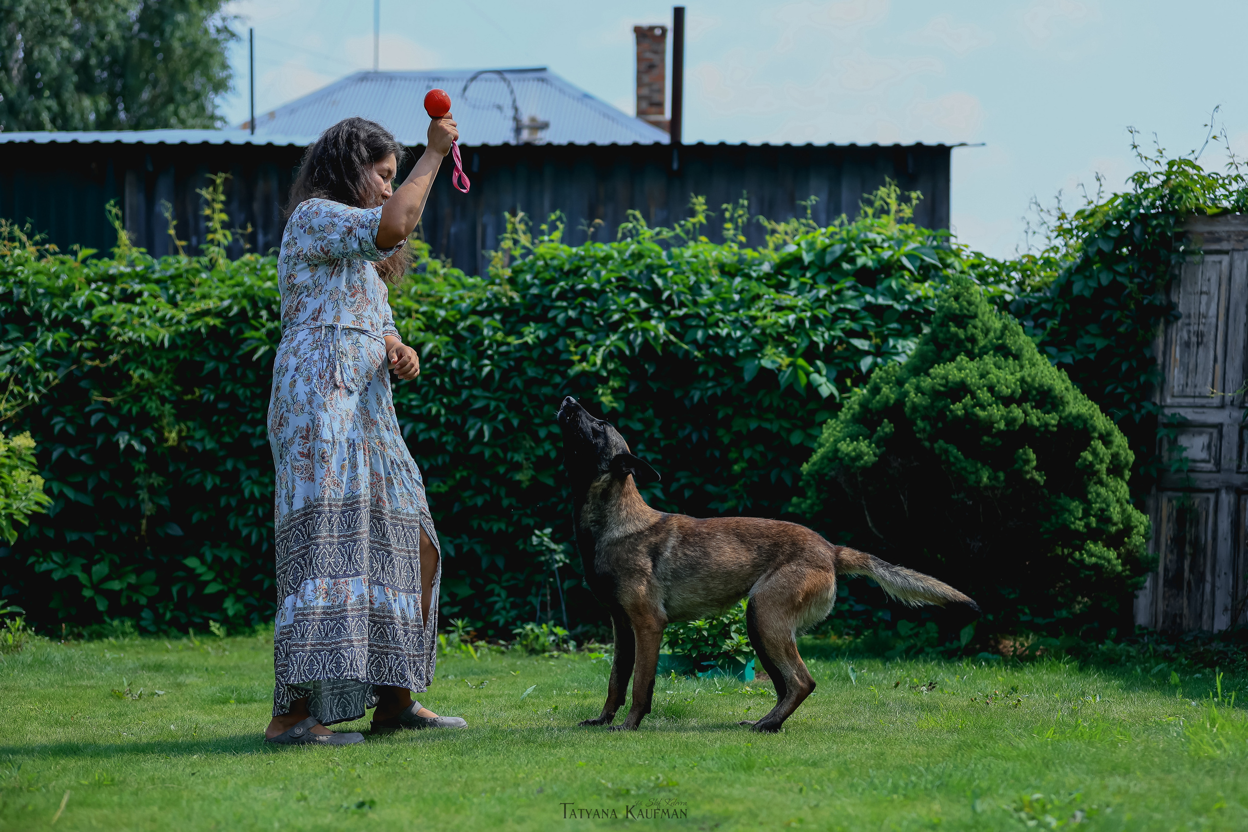 Фотосессия Малинуа. Фотограф Анималист из Новосибирска Татьяна Кауфман