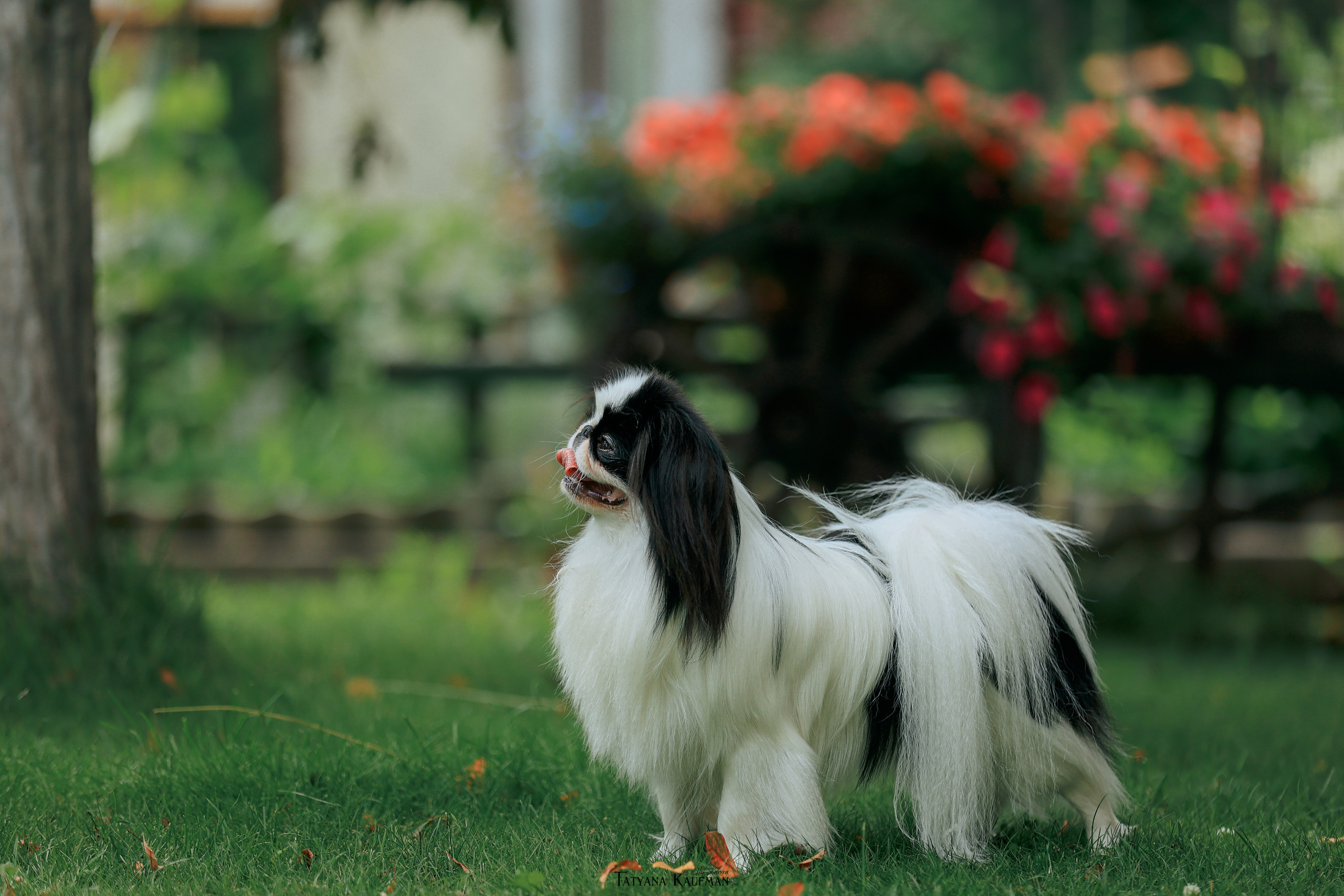 Фотосъемка японских хинов. Фотограф Анималист из Новосибирска Татьяна Кауфман