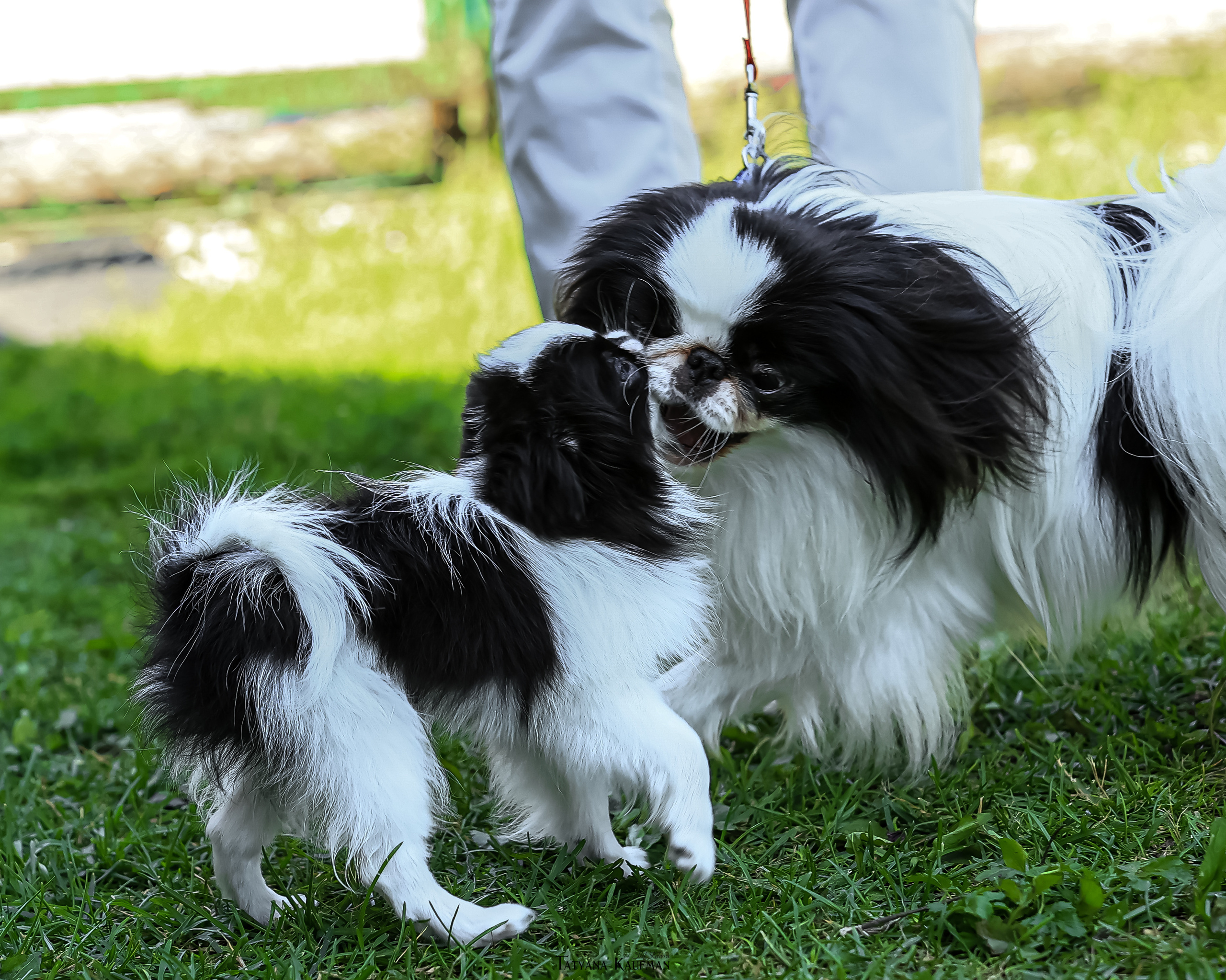 Японский хин, фотография японский хин, собака в цветах, красивая собака, фотограф анималист, фотокурс Анималистика, научиться фотографировать собак, фотограф Новосибирск