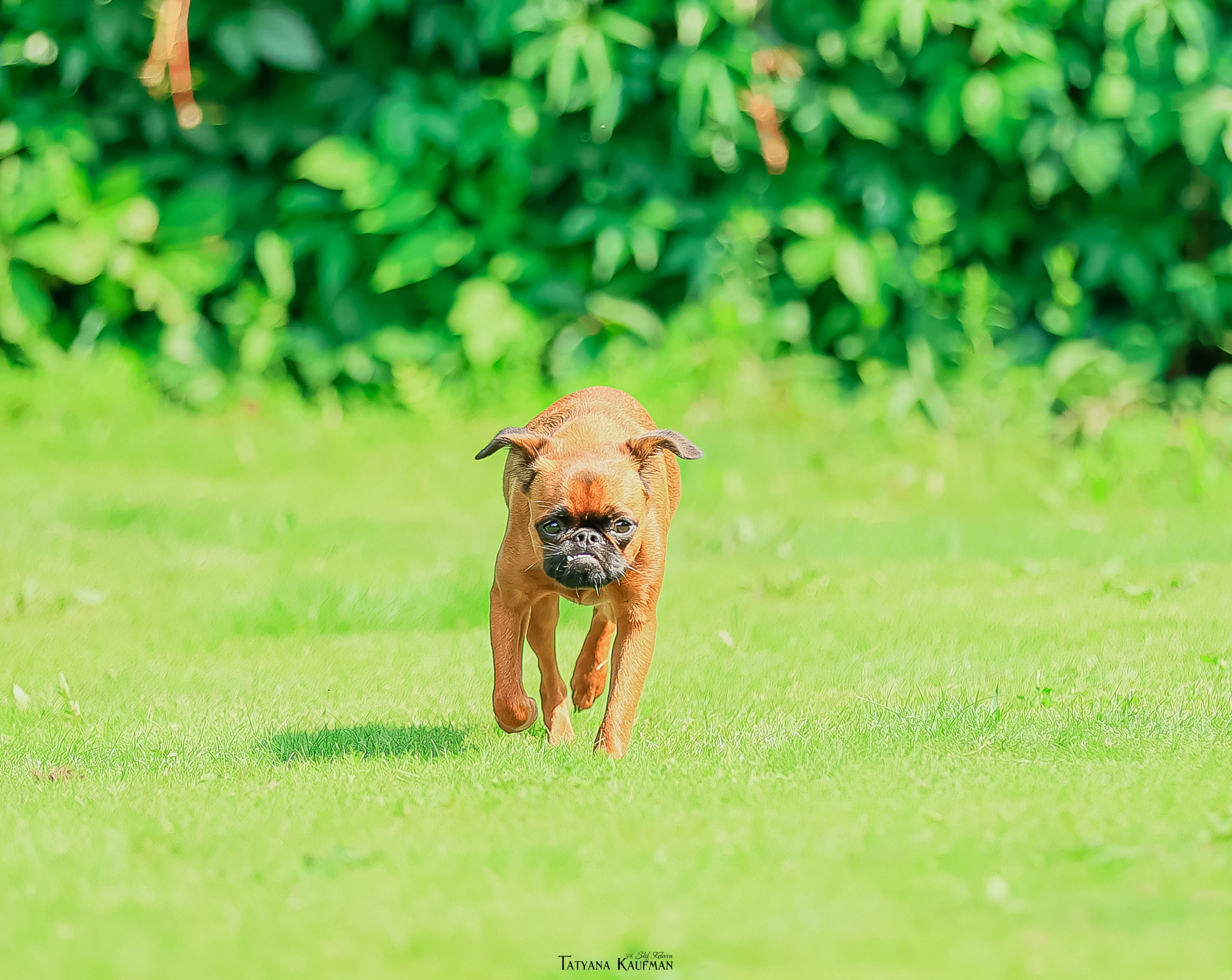 Малый брабансон, фотография брабансон, красивая собака, фотограф анималист, фотокурс Анималистика, научиться фотографировать собак, фотограф Новосибирск