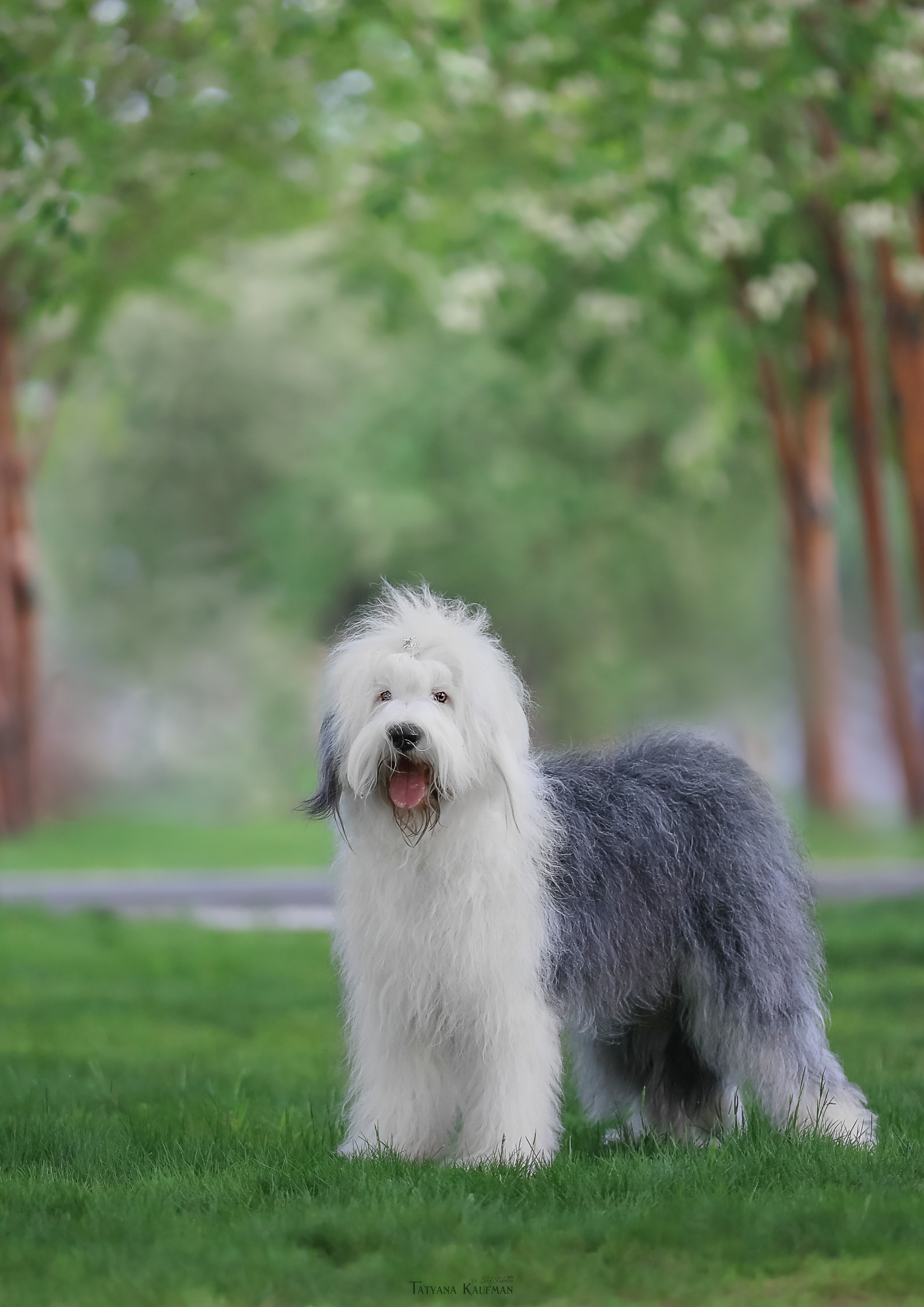 Фотосъемка бобтейлов. Фотограф Анималист из Новосибирска Татьяна Кауфман