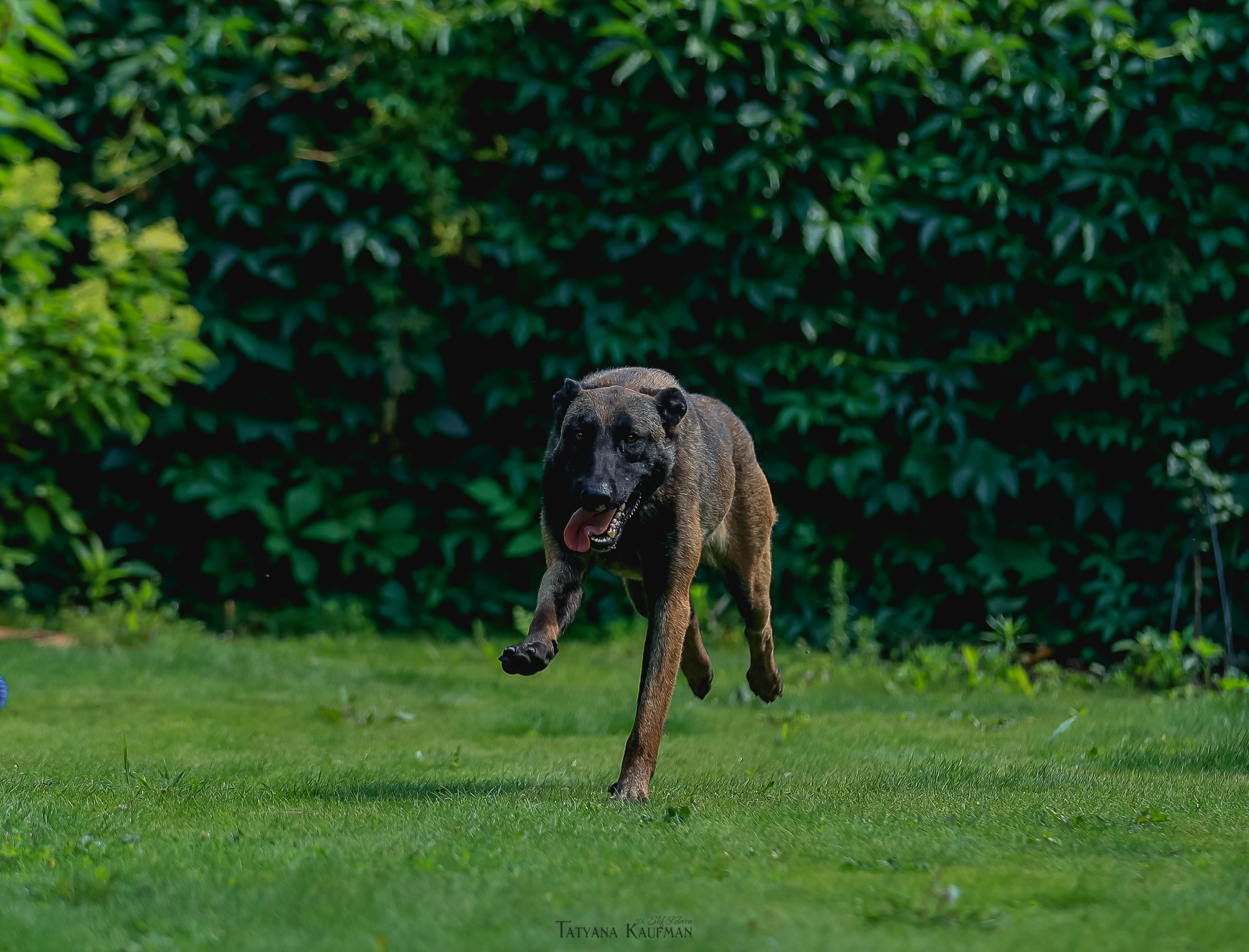 Фотосессия Малинуа. Фотограф Анималист из Новосибирска Татьяна Кауфман