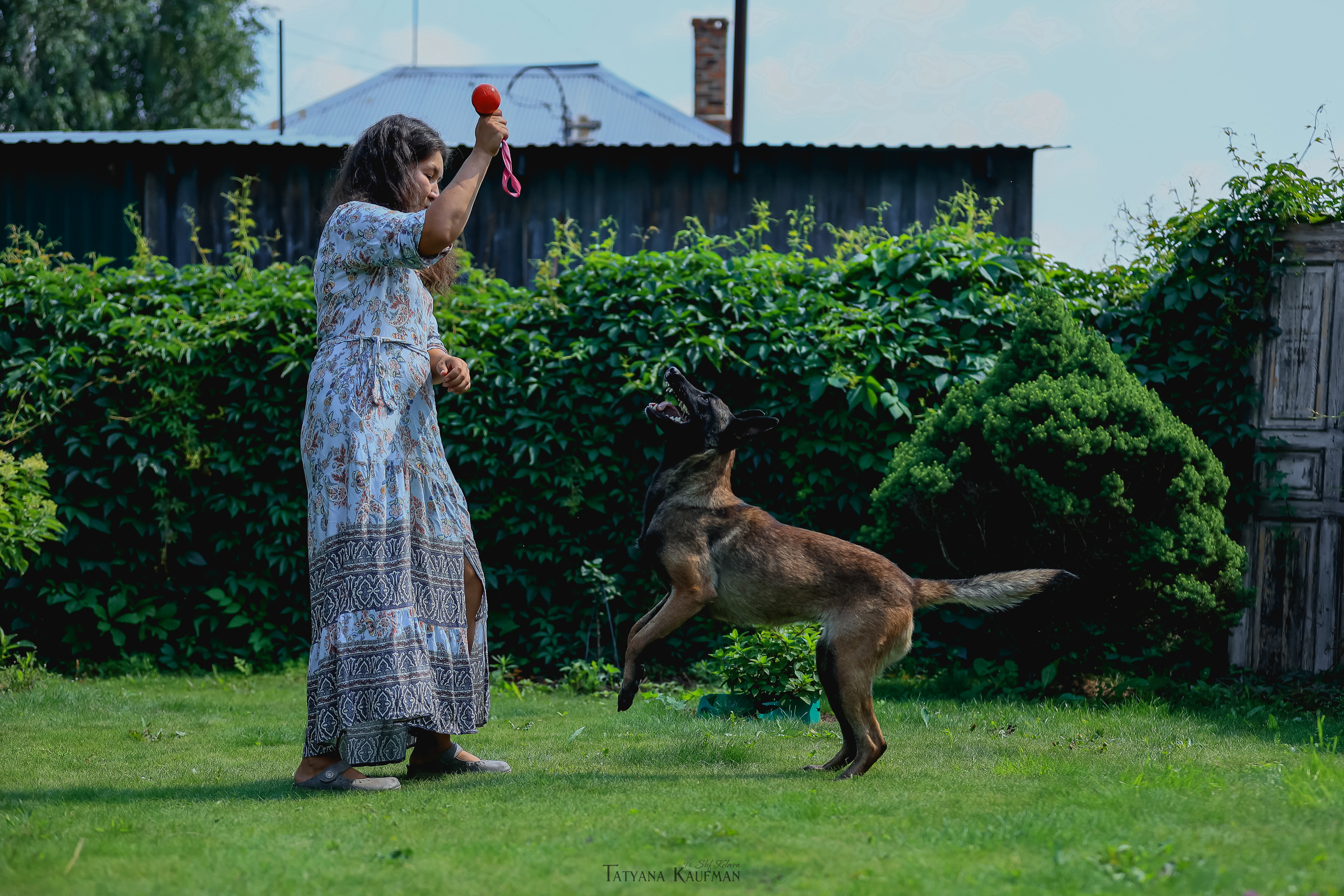 Фотосессия Малинуа. Фотограф Анималист из Новосибирска Татьяна Кауфман