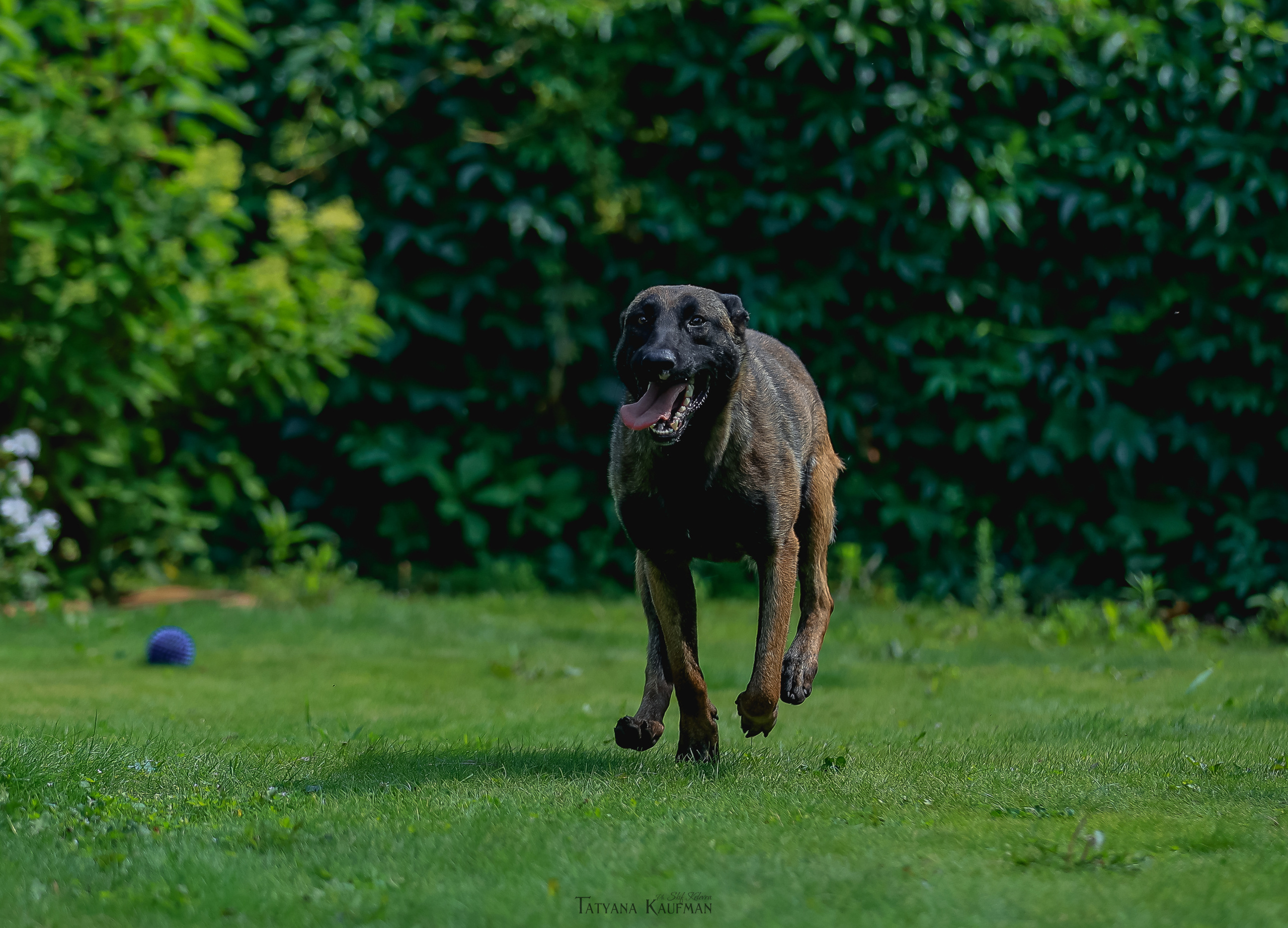 Фотосессия Малинуа. Фотограф Анималист из Новосибирска Татьяна Кауфман
