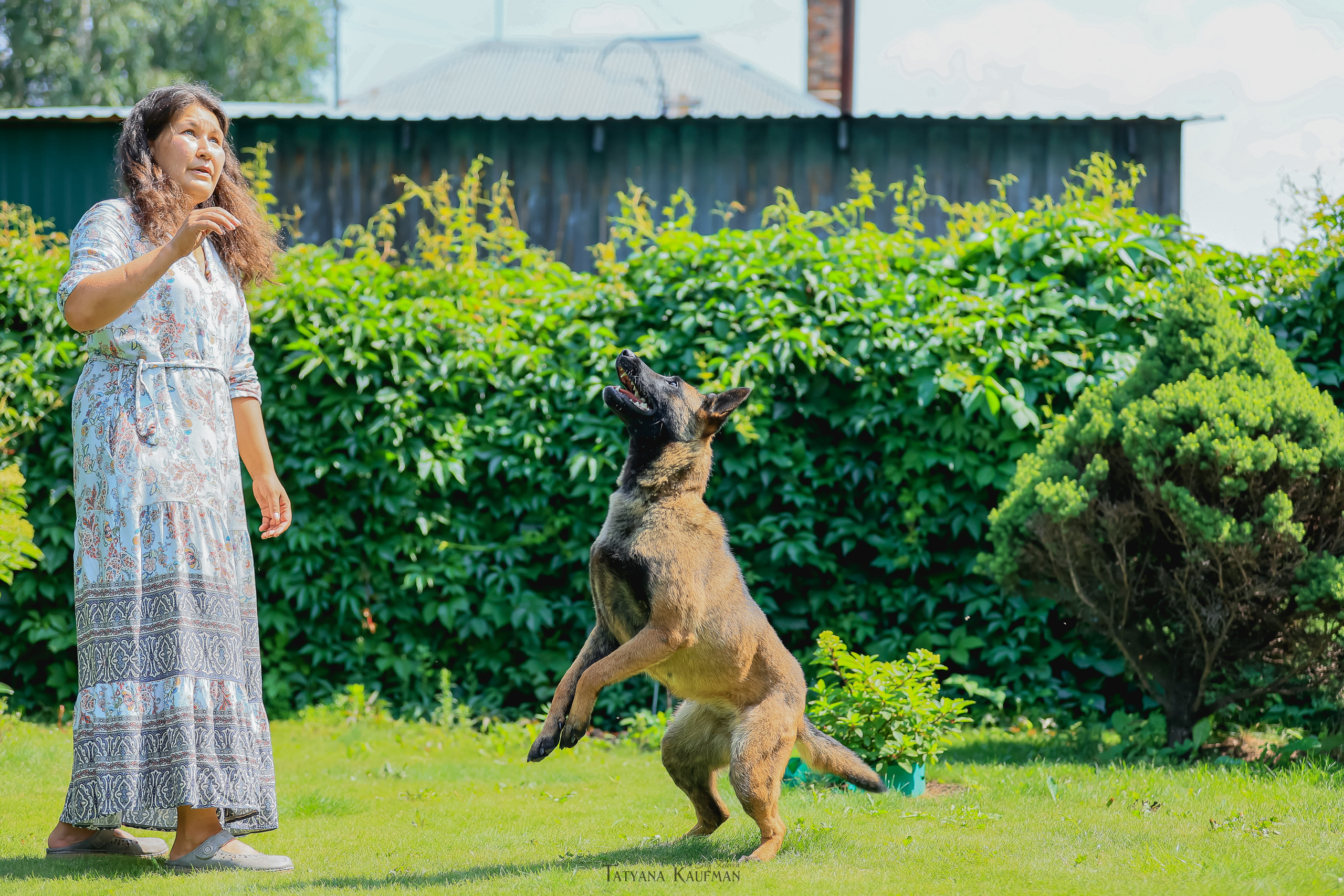 Фотосессия Малинуа. Фотограф Анималист из Новосибирска Татьяна Кауфман