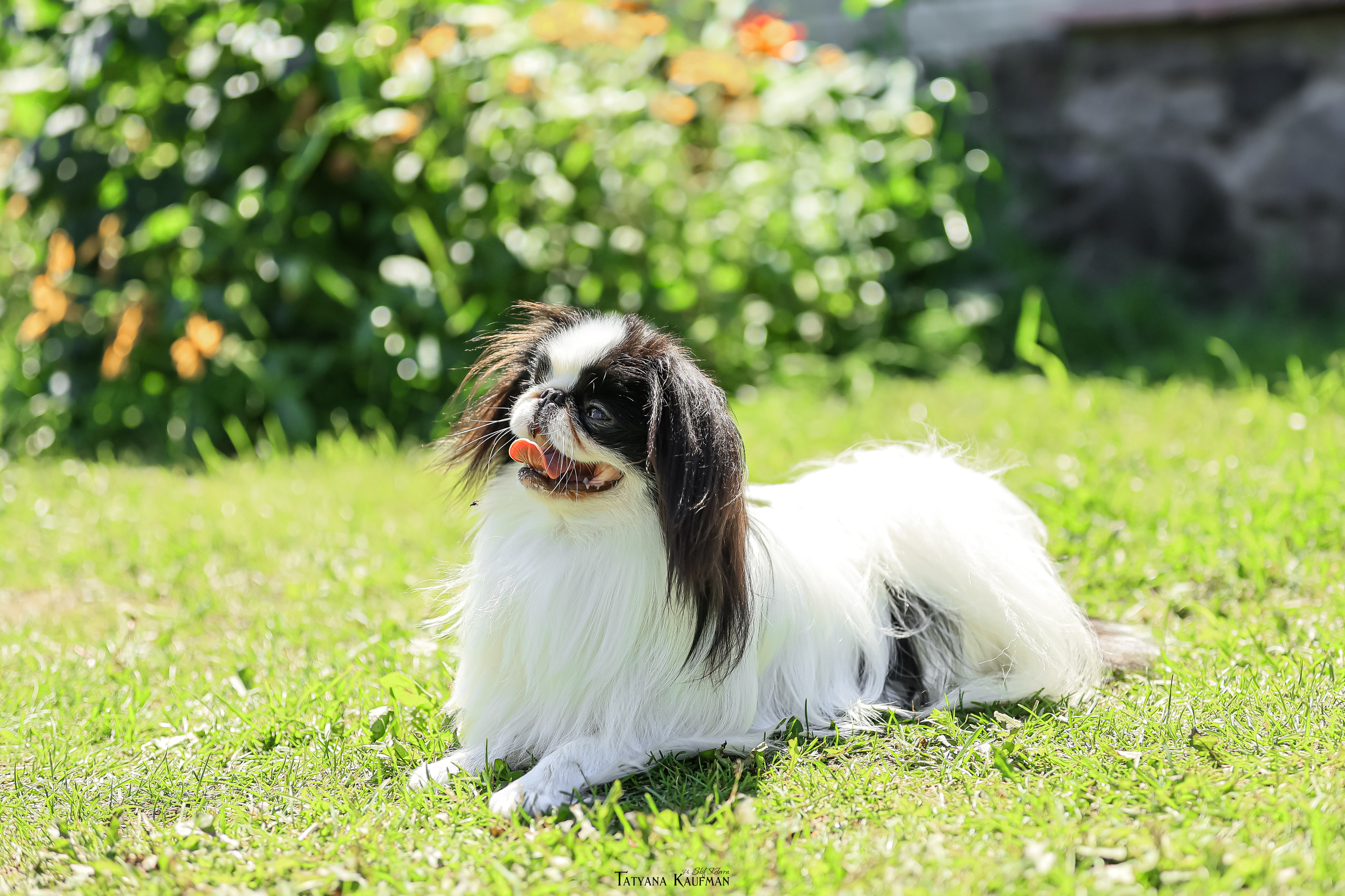 Японский хин, фотография японский хин, собака в цветах, красивая собака, фотограф анималист, фотокурс Анималистика, научиться фотографировать собак, фотограф Новосибирск