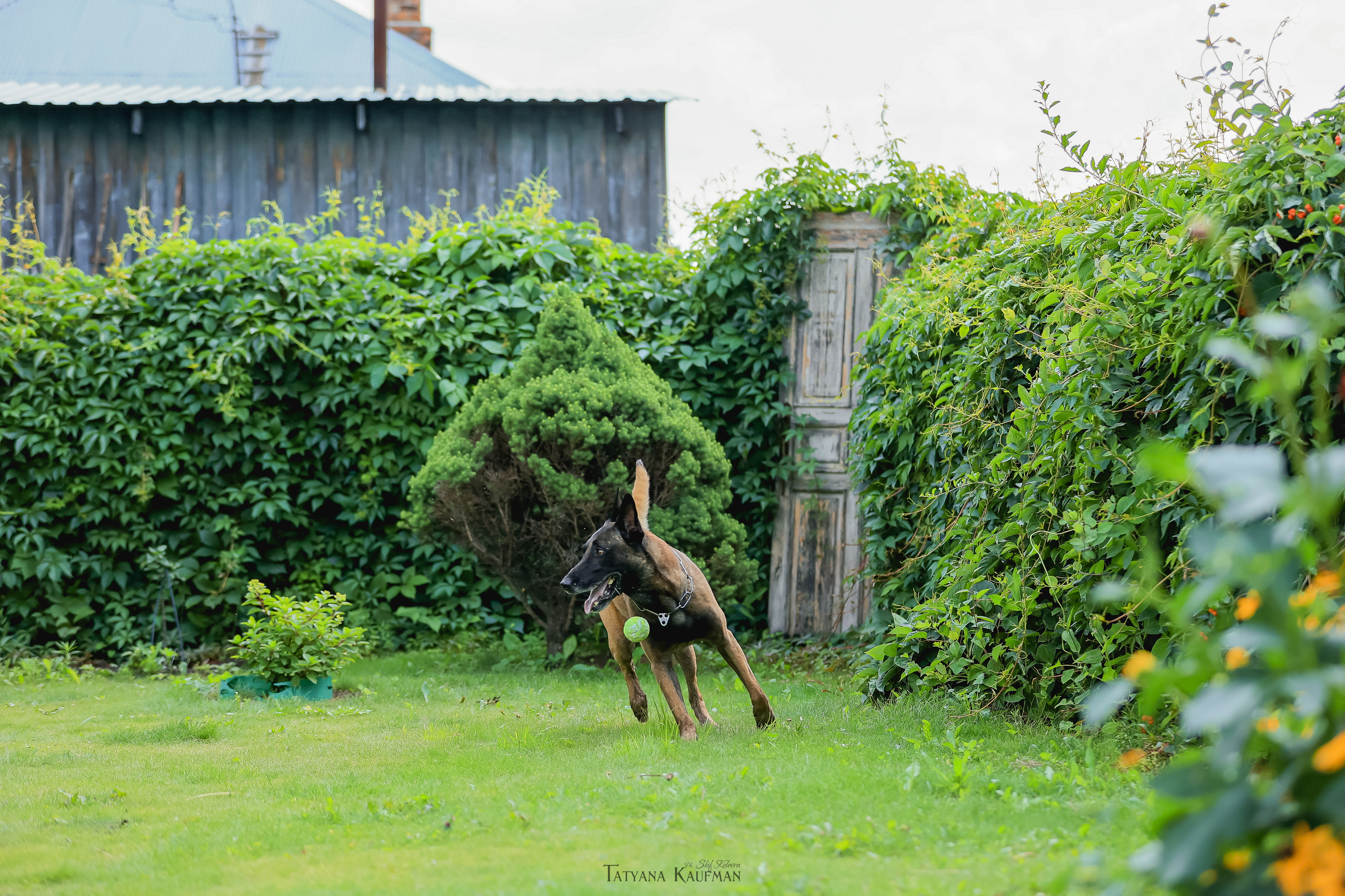 Фотосессия Малинуа. Фотограф Анималист из Новосибирска Татьяна Кауфман