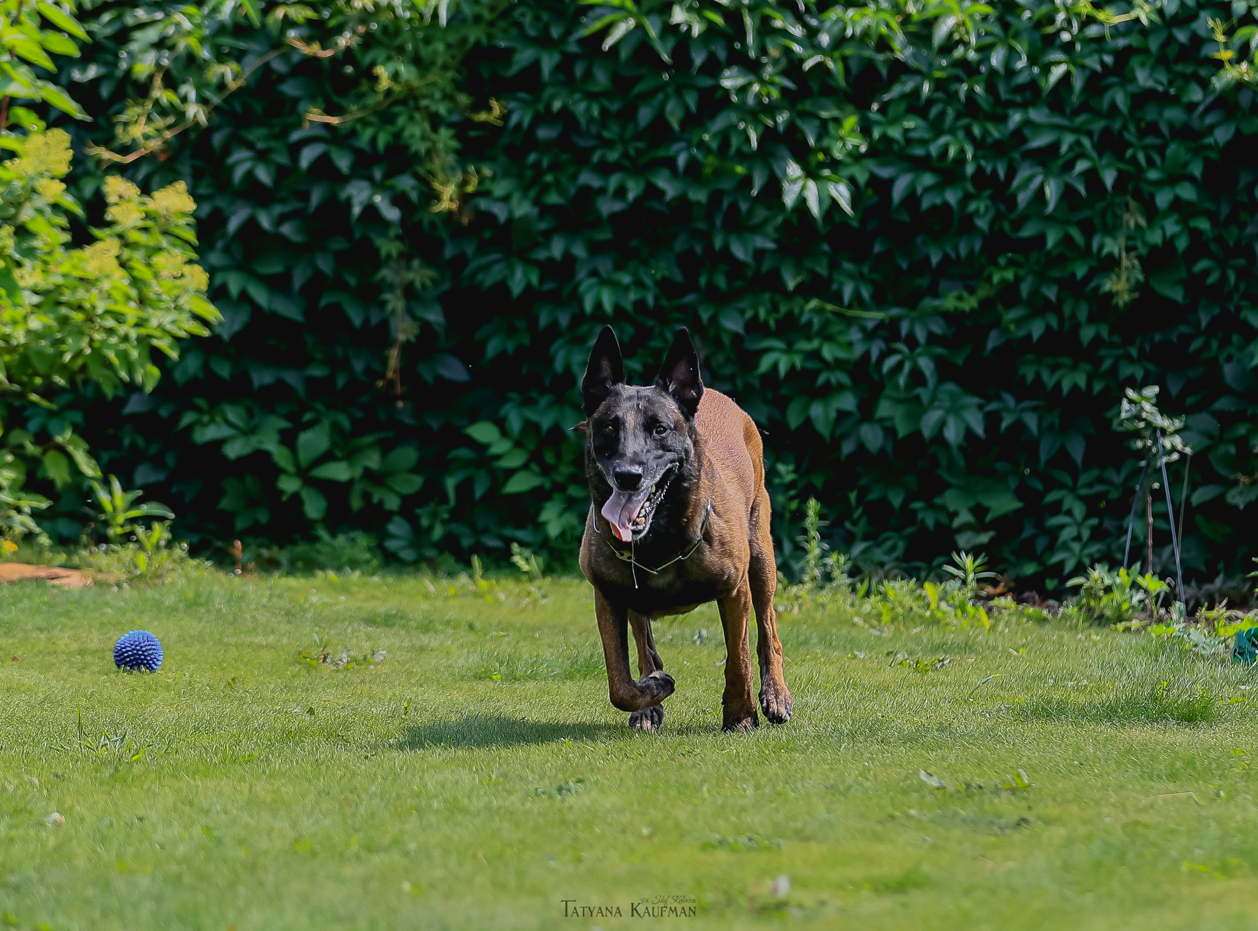 Фотосессия Малинуа. Фотограф Анималист из Новосибирска Татьяна Кауфман