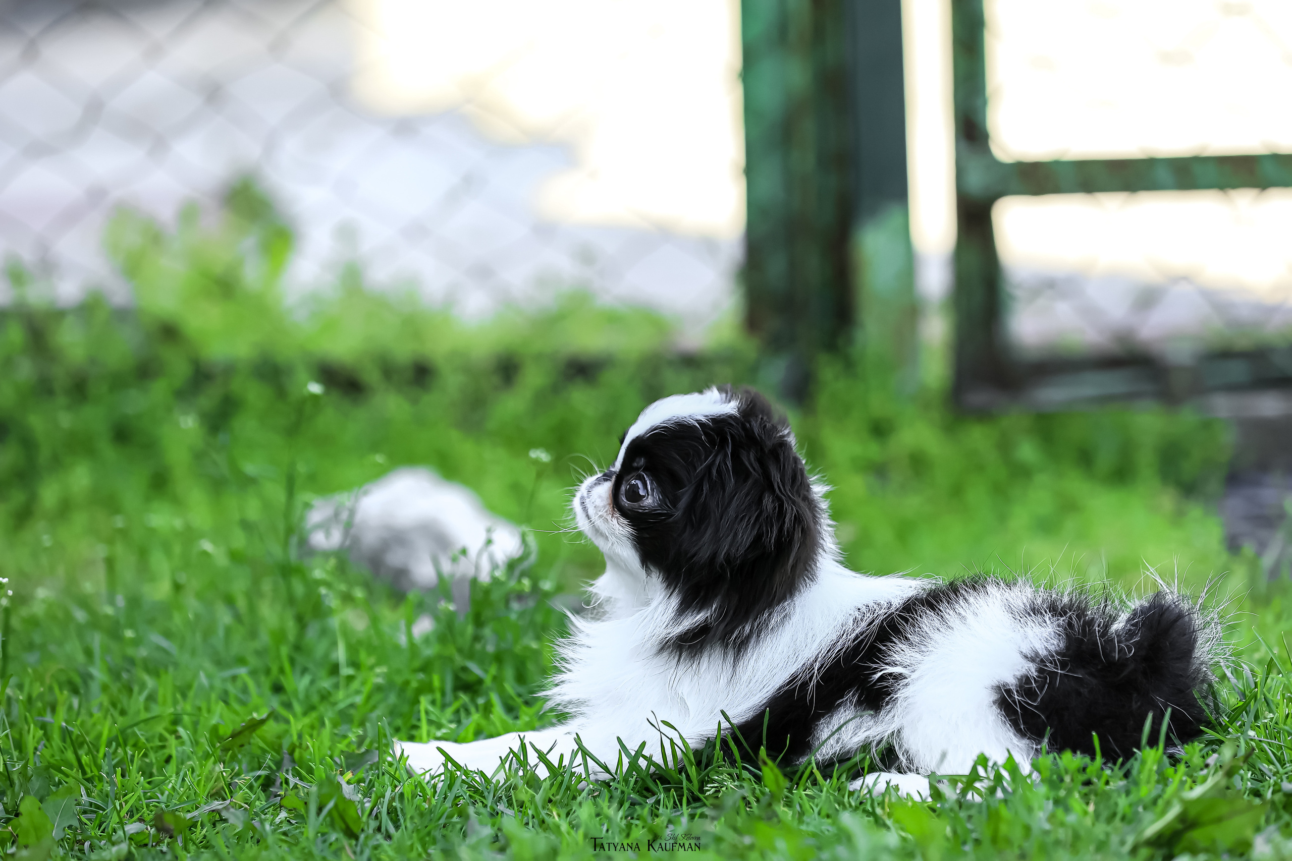 Японский хин, фотография японский хин, собака в цветах, красивая собака, фотограф анималист, фотокурс Анималистика, научиться фотографировать собак, фотограф Новосибирск