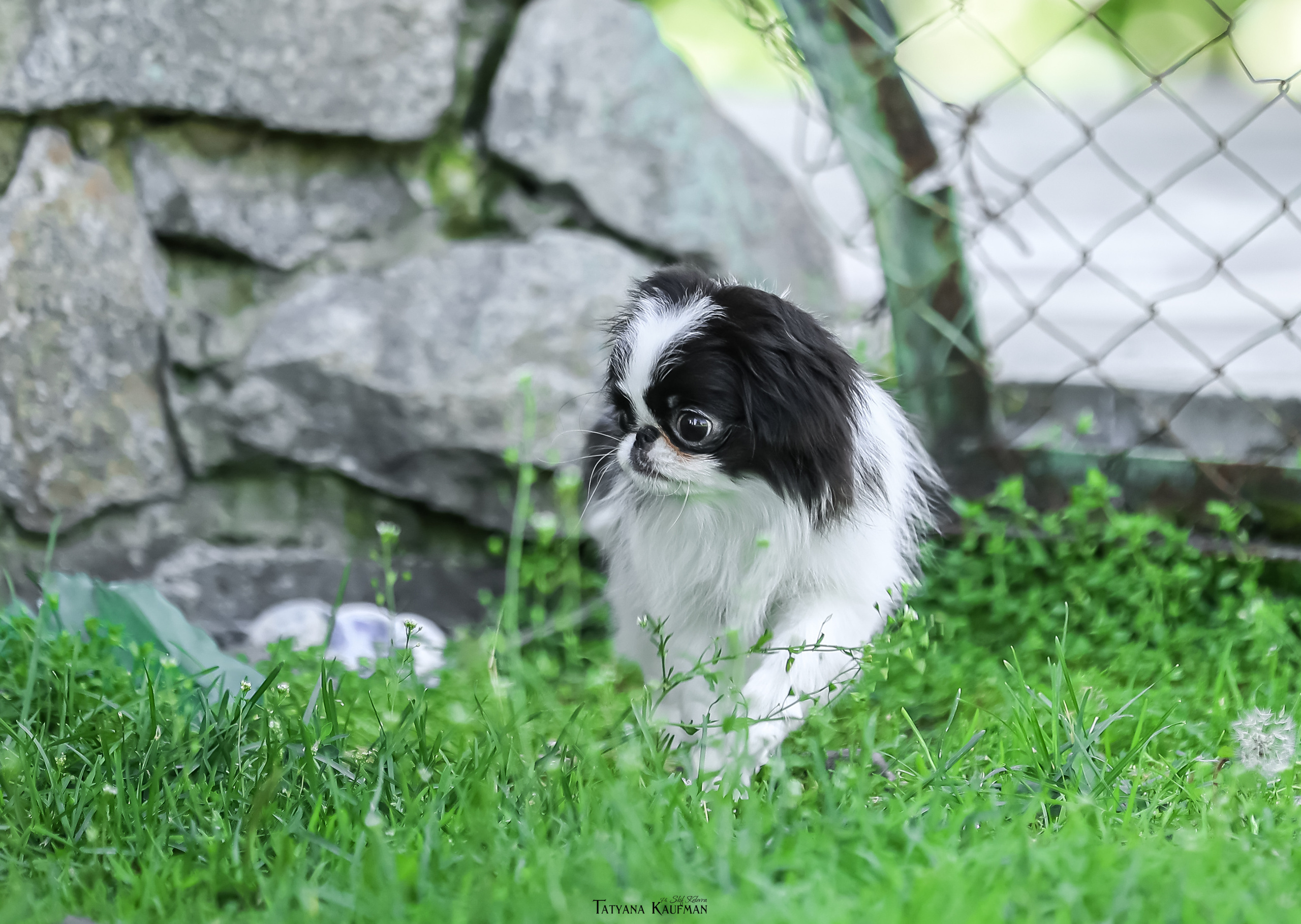 Японский хин, фотография японский хин, собака в цветах, красивая собака, фотограф анималист, фотокурс Анималистика, научиться фотографировать собак, фотограф Новосибирск