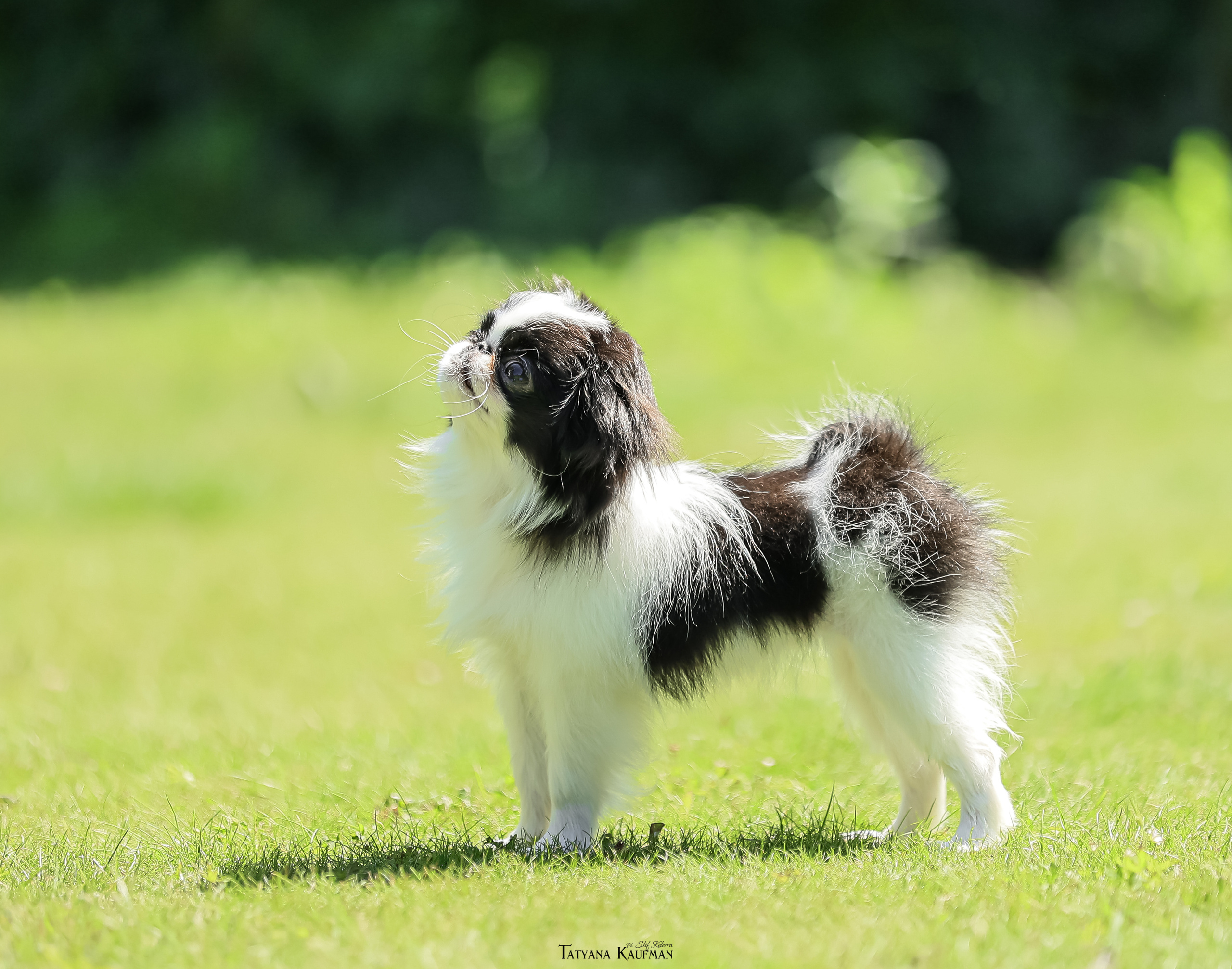 Японский хин, фотография японский хин, собака в цветах, красивая собака, фотограф анималист, фотокурс Анималистика, научиться фотографировать собак, фотограф Новосибирск