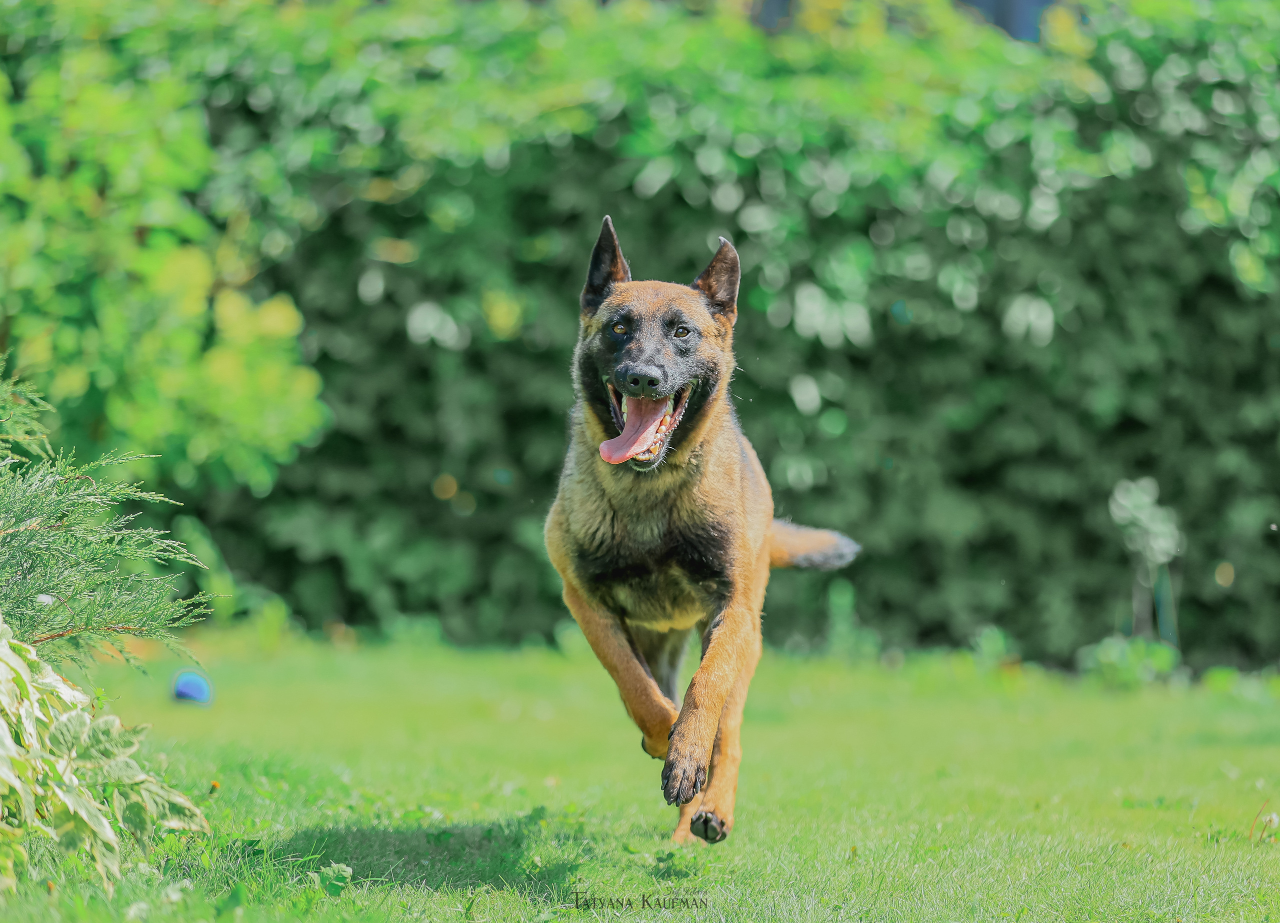 Фотосессия Малинуа. Фотограф Анималист из Новосибирска Татьяна Кауфман