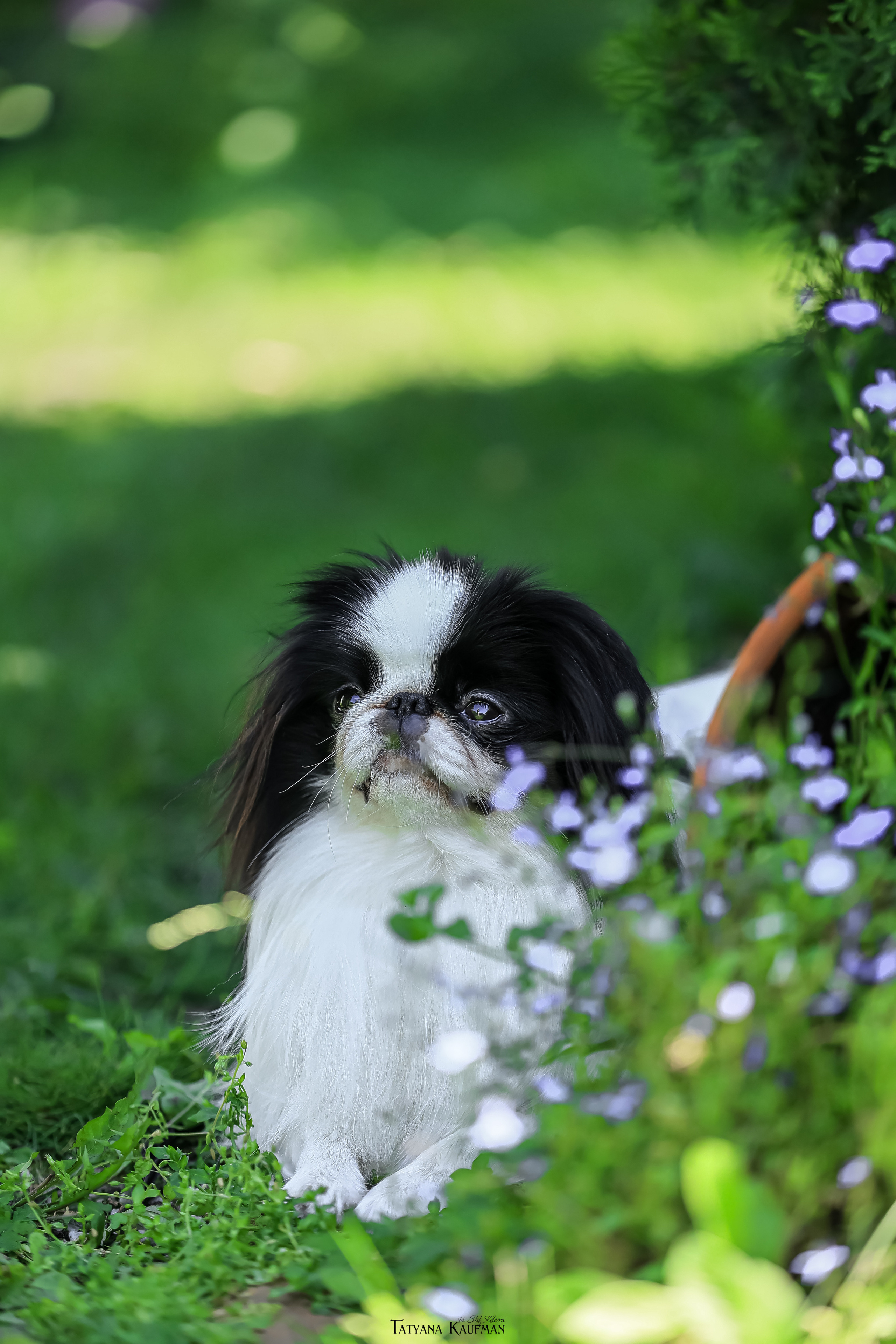 Японский хин, фотография японский хин, собака в цветах, красивая собака, фотограф анималист, фотокурс Анималистика, научиться фотографировать собак, фотограф Новосибирск