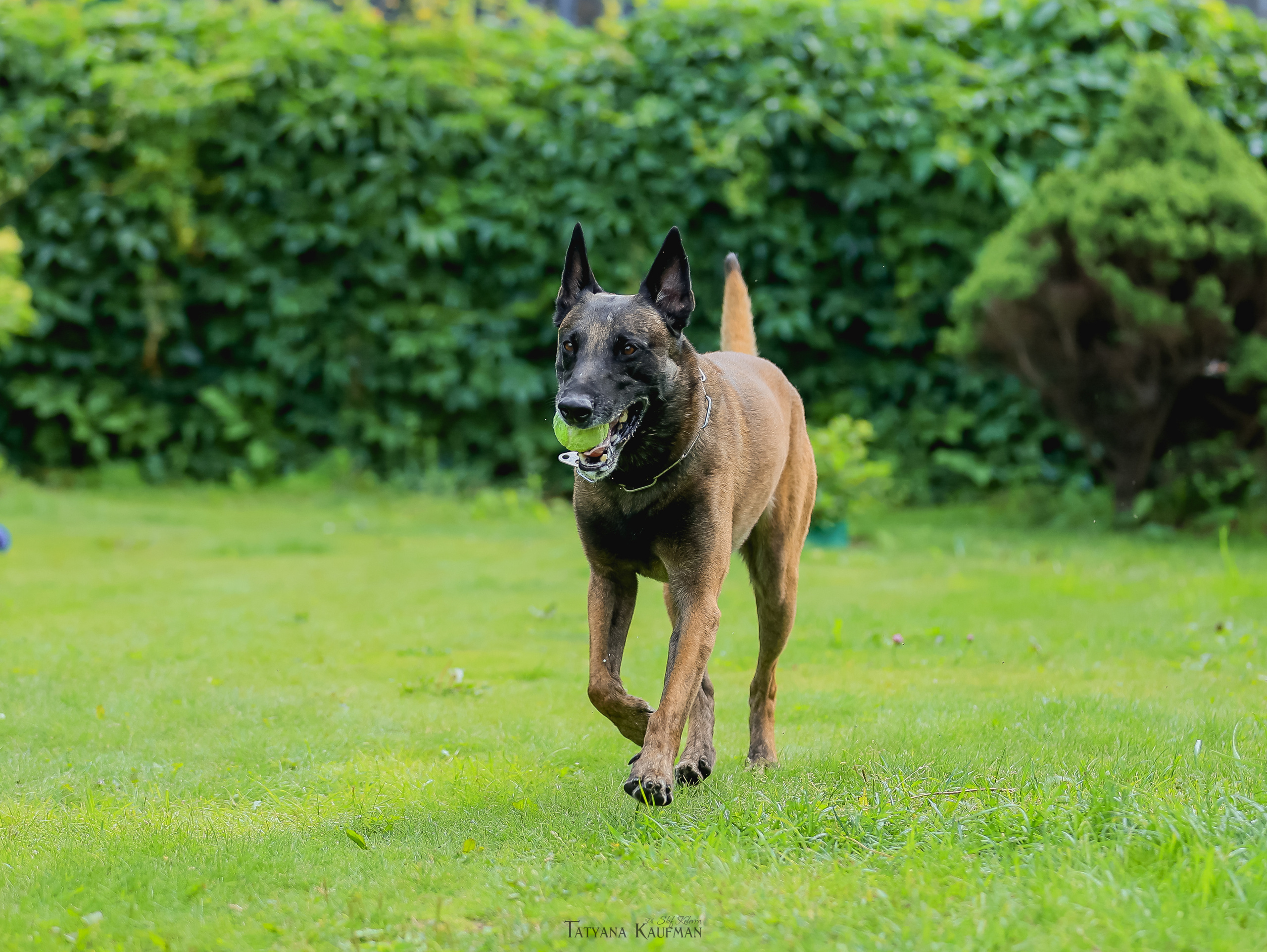 Фотосессия Малинуа. Фотограф Анималист из Новосибирска Татьяна Кауфман