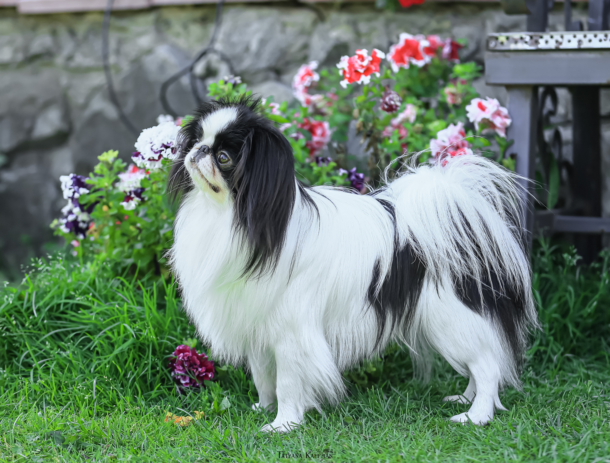 Японский хин, фотография японский хин, собака в цветах, красивая собака, фотограф анималист, фотокурс Анималистика, научиться фотографировать собак, фотограф Новосибирск