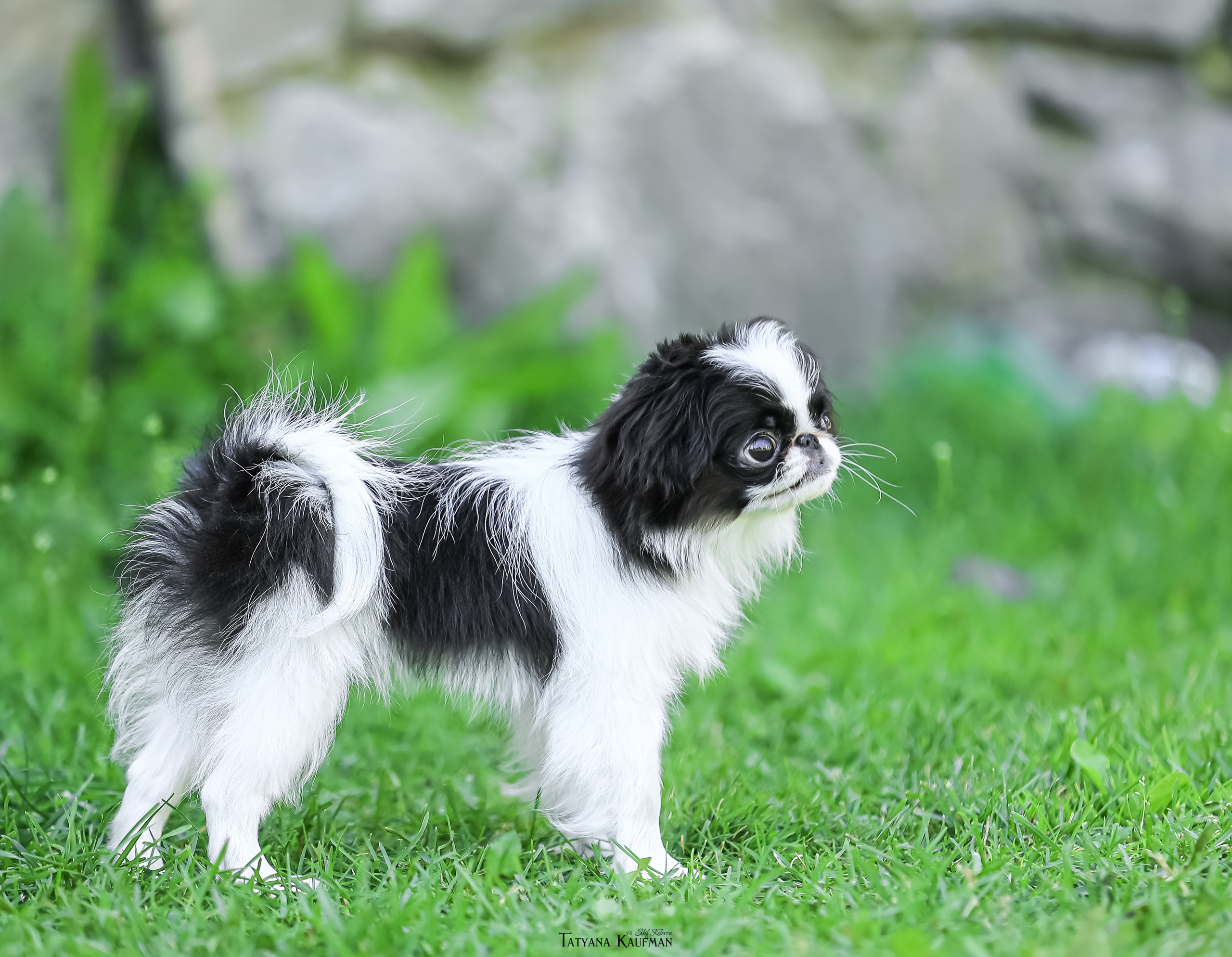 Японский хин, фотография японский хин, собака в цветах, красивая собака, фотограф анималист, фотокурс Анималистика, научиться фотографировать собак, фотограф Новосибирск