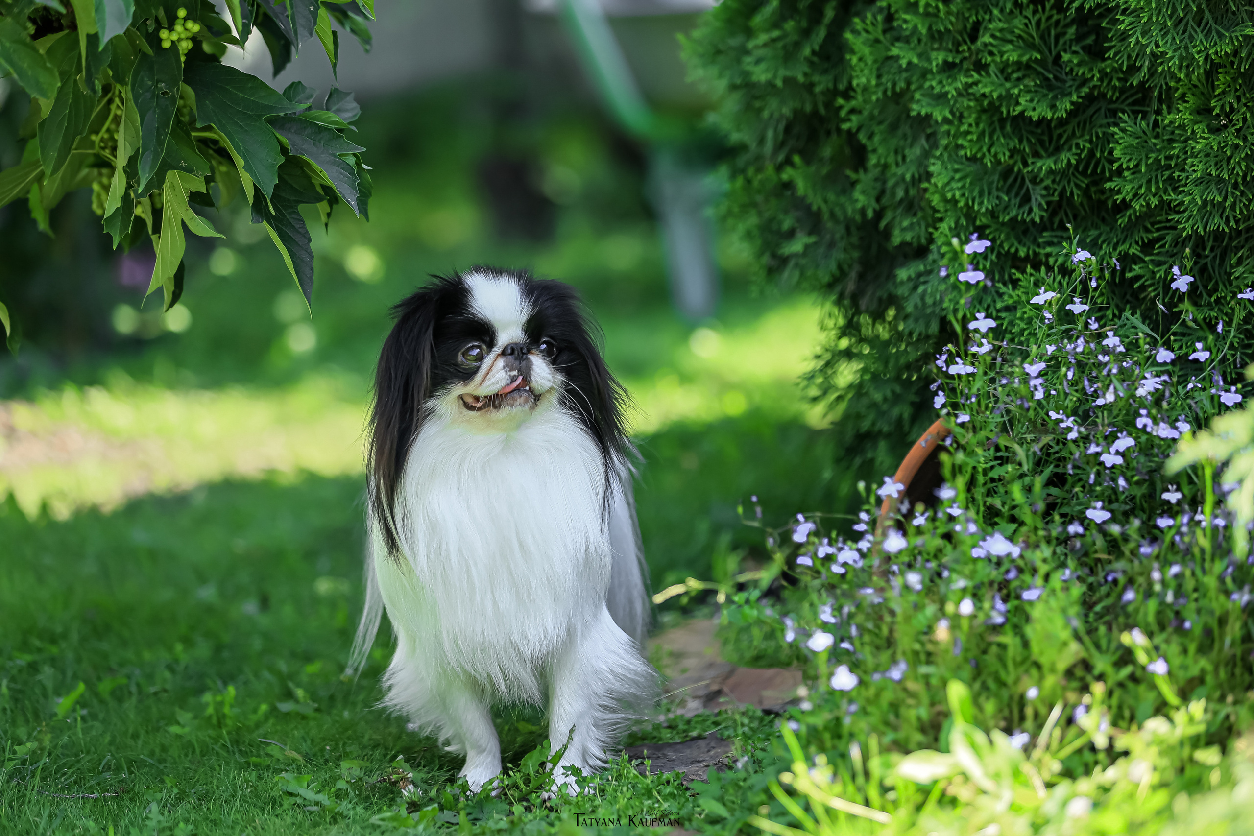 Японский хин, фотография японский хин, собака в цветах, красивая собака, фотограф анималист, фотокурс Анималистика, научиться фотографировать собак, фотограф Новосибирск