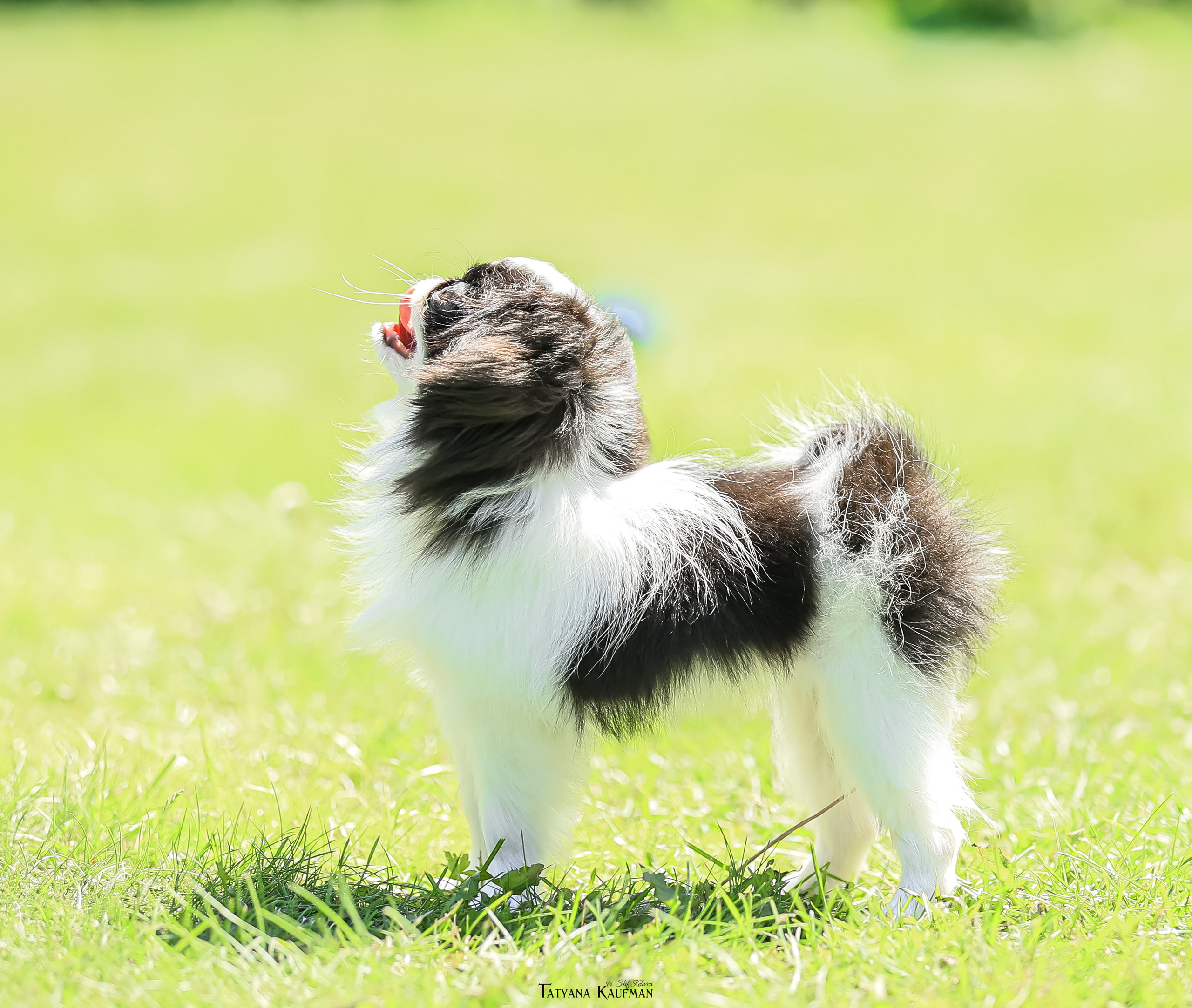 Японский хин, фотография японский хин, собака в цветах, красивая собака, фотограф анималист, фотокурс Анималистика, научиться фотографировать собак, фотограф Новосибирск