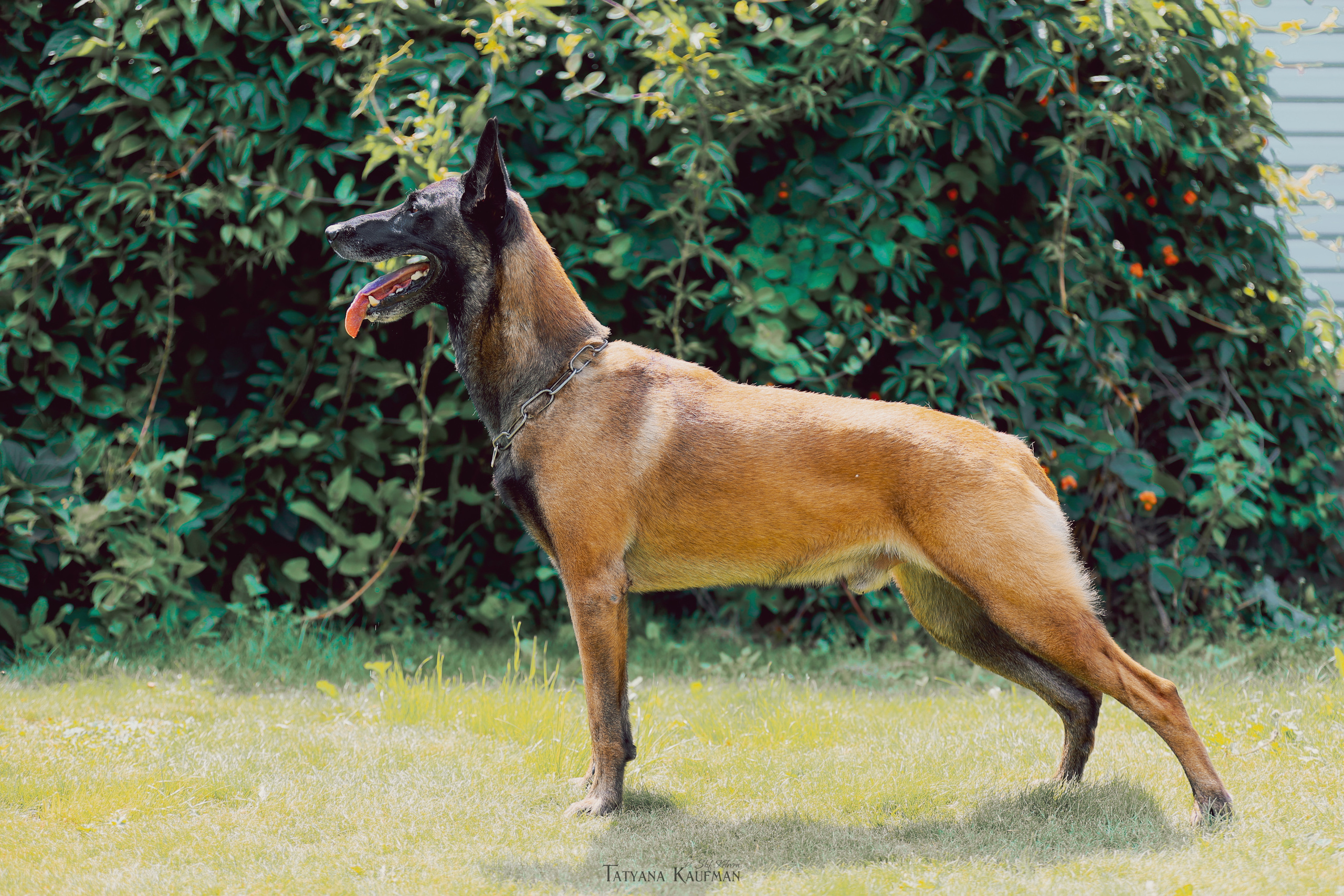 Фотосессия Малинуа. Фотограф Анималист из Новосибирска Татьяна Кауфман