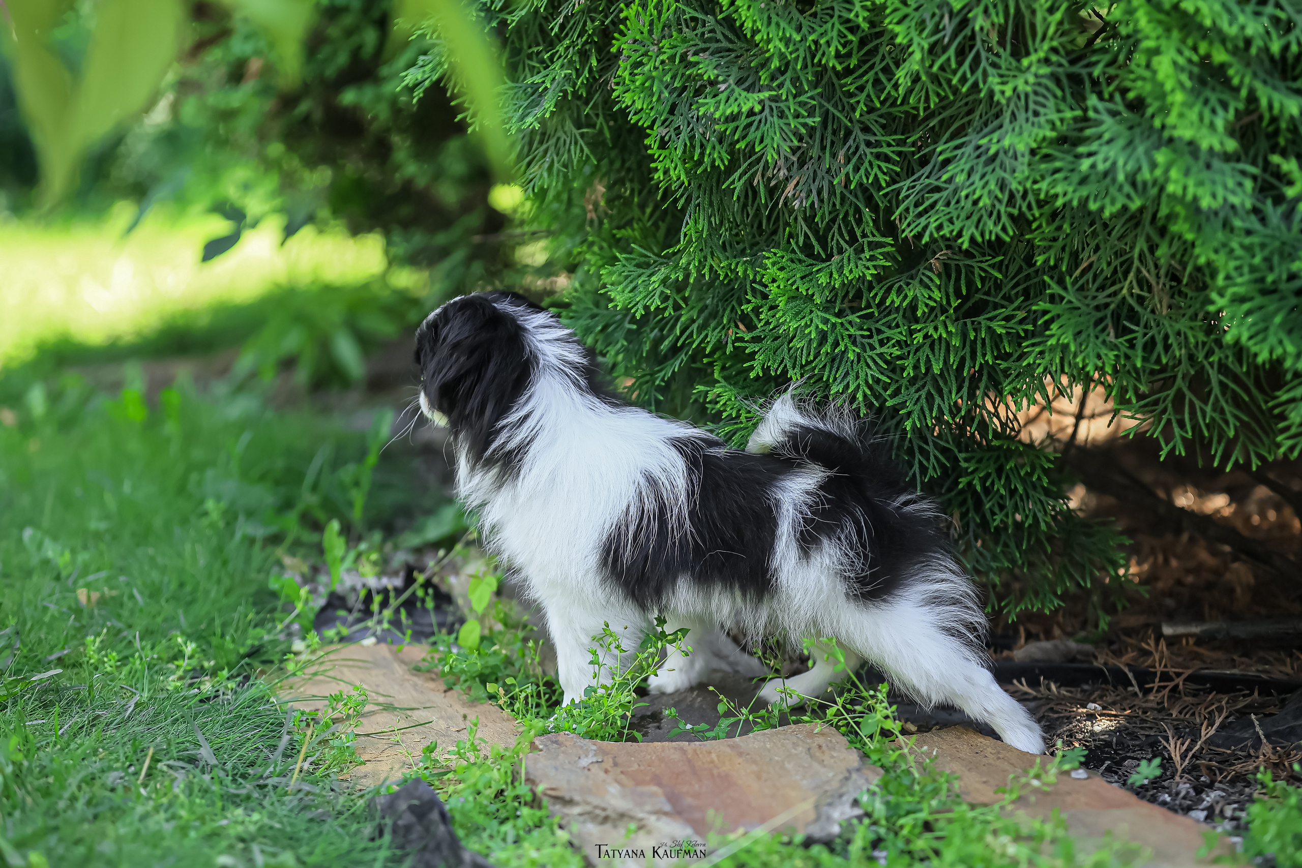 Японский хин, фотография японский хин, собака в цветах, красивая собака, фотограф анималист, фотокурс Анималистика, научиться фотографировать собак, фотограф Новосибирск