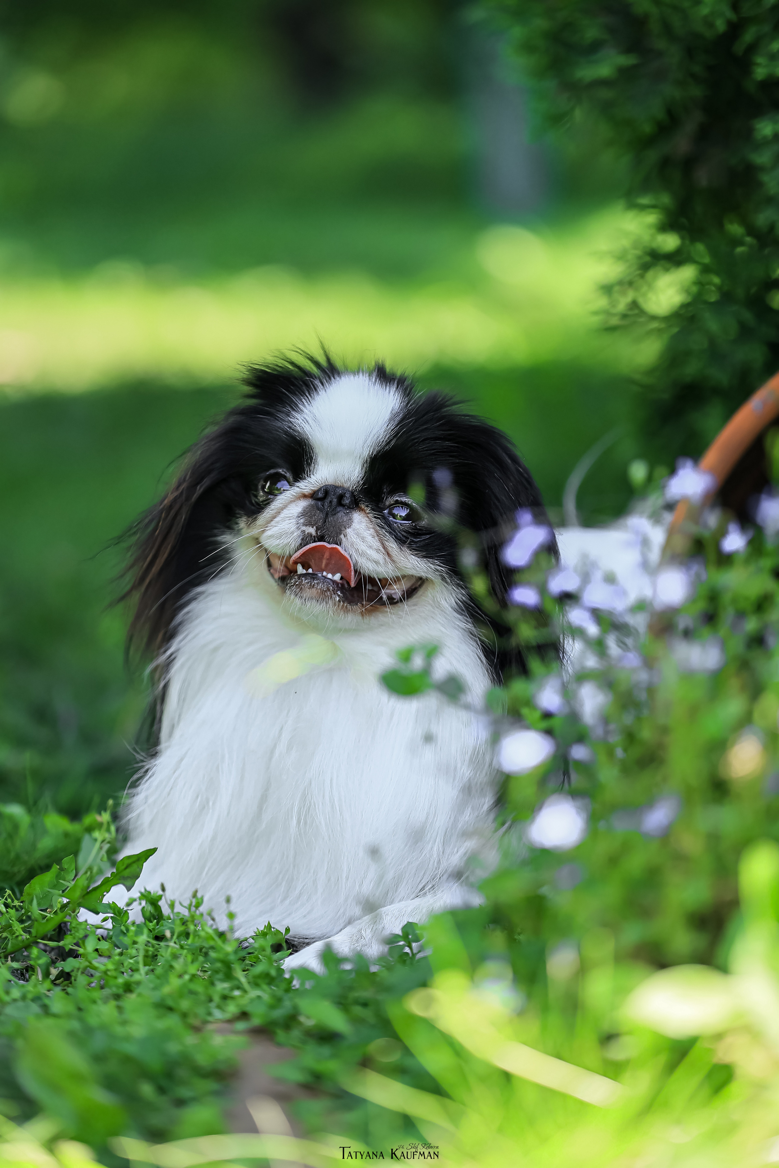 Японский хин, фотография японский хин, собака в цветах, красивая собака, фотограф анималист, фотокурс Анималистика, научиться фотографировать собак, фотограф Новосибирск