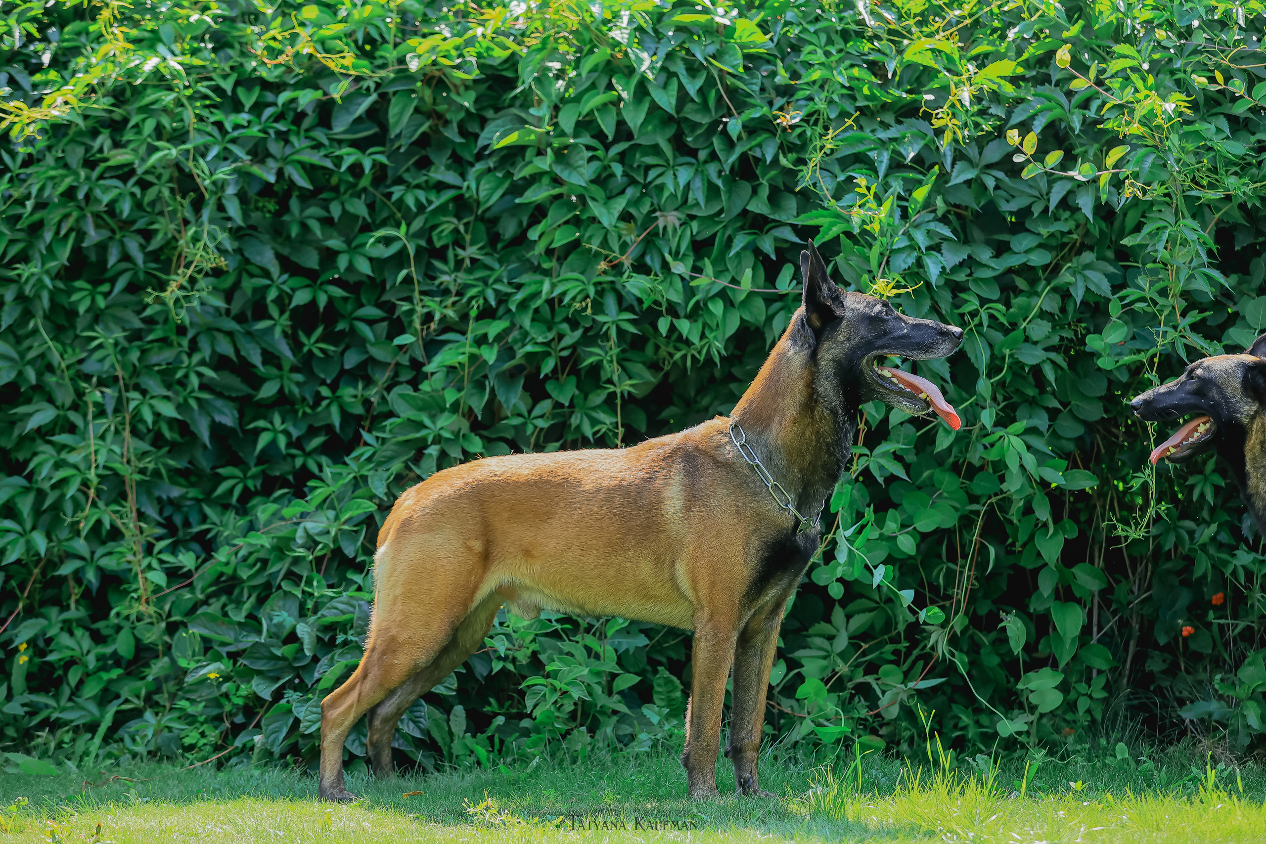 Фотосессия Малинуа. Фотограф Анималист из Новосибирска Татьяна Кауфман