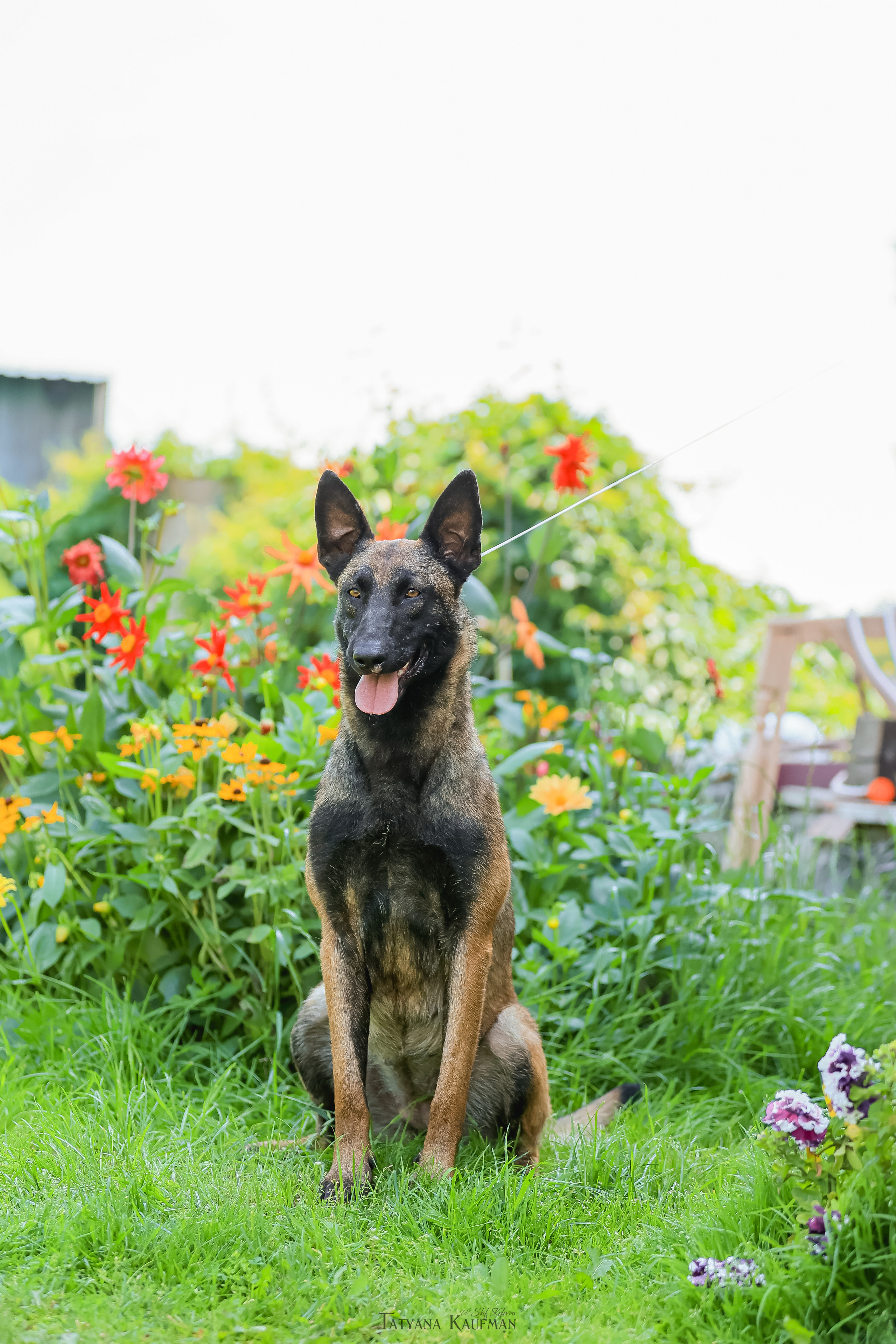 Фотосессия Малинуа. Фотограф Анималист из Новосибирска Татьяна Кауфман