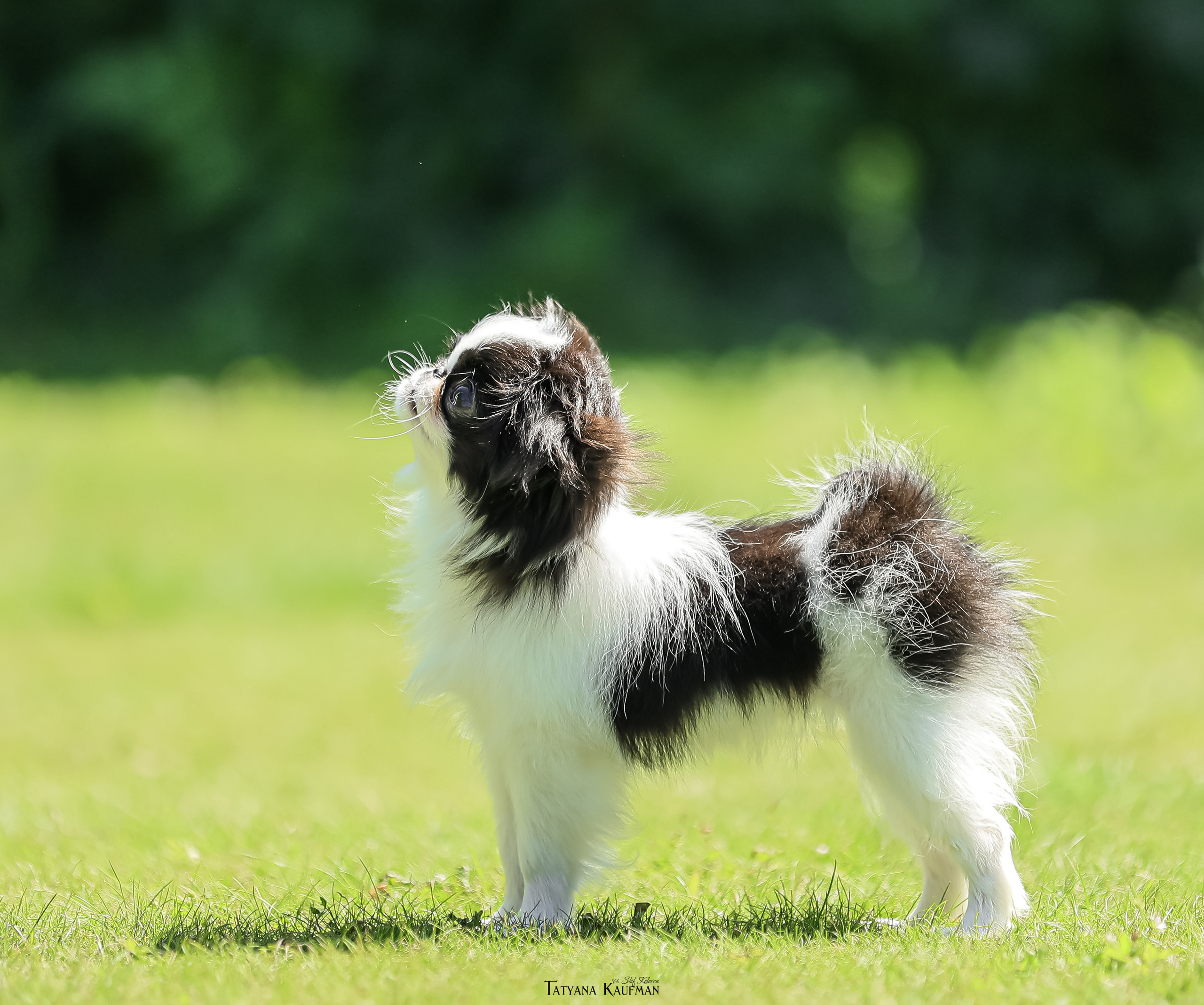 Японский хин, фотография японский хин, собака в цветах, красивая собака, фотограф анималист, фотокурс Анималистика, научиться фотографировать собак, фотограф Новосибирск