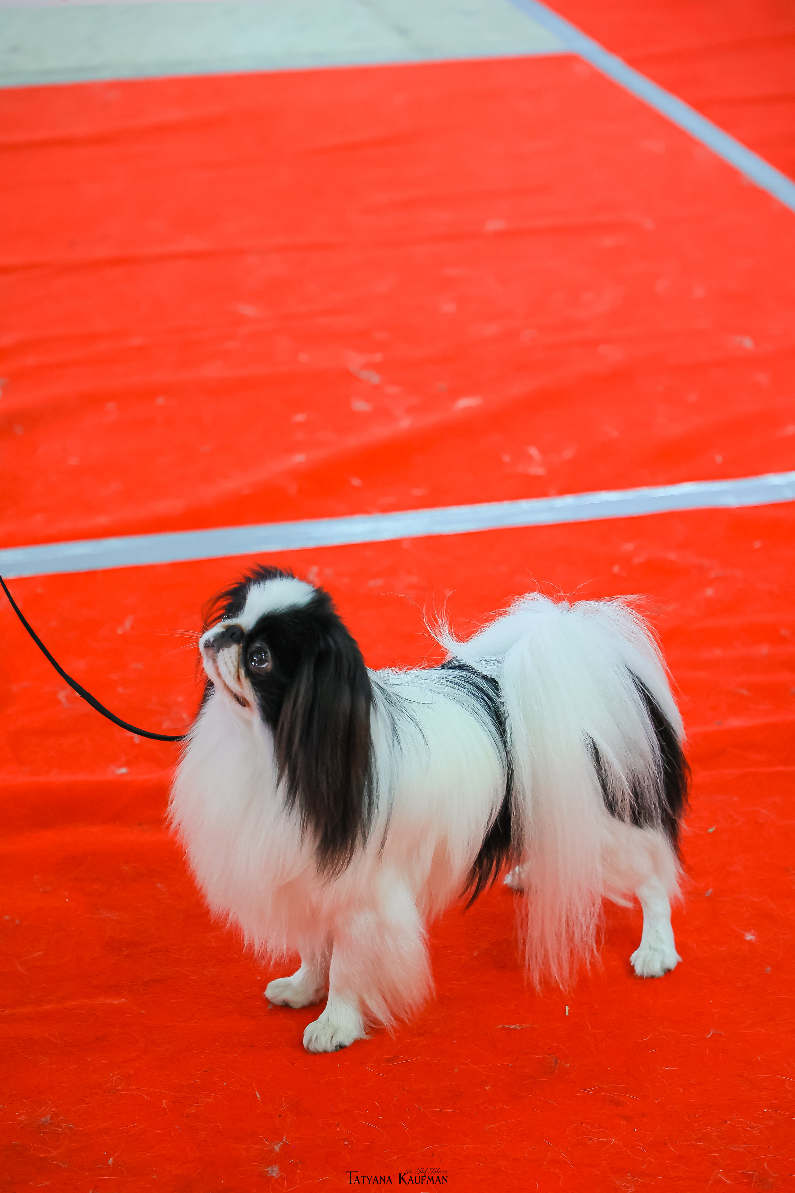 Японский хин, фотография японский хин, красивая собака, фотограф анималист, фотокурс Анималистика, научиться фотографировать собак, фотограф Новосибирск, фотосъемка на выставке, экстерьерная фотосессия, выставка собак Новосибирск