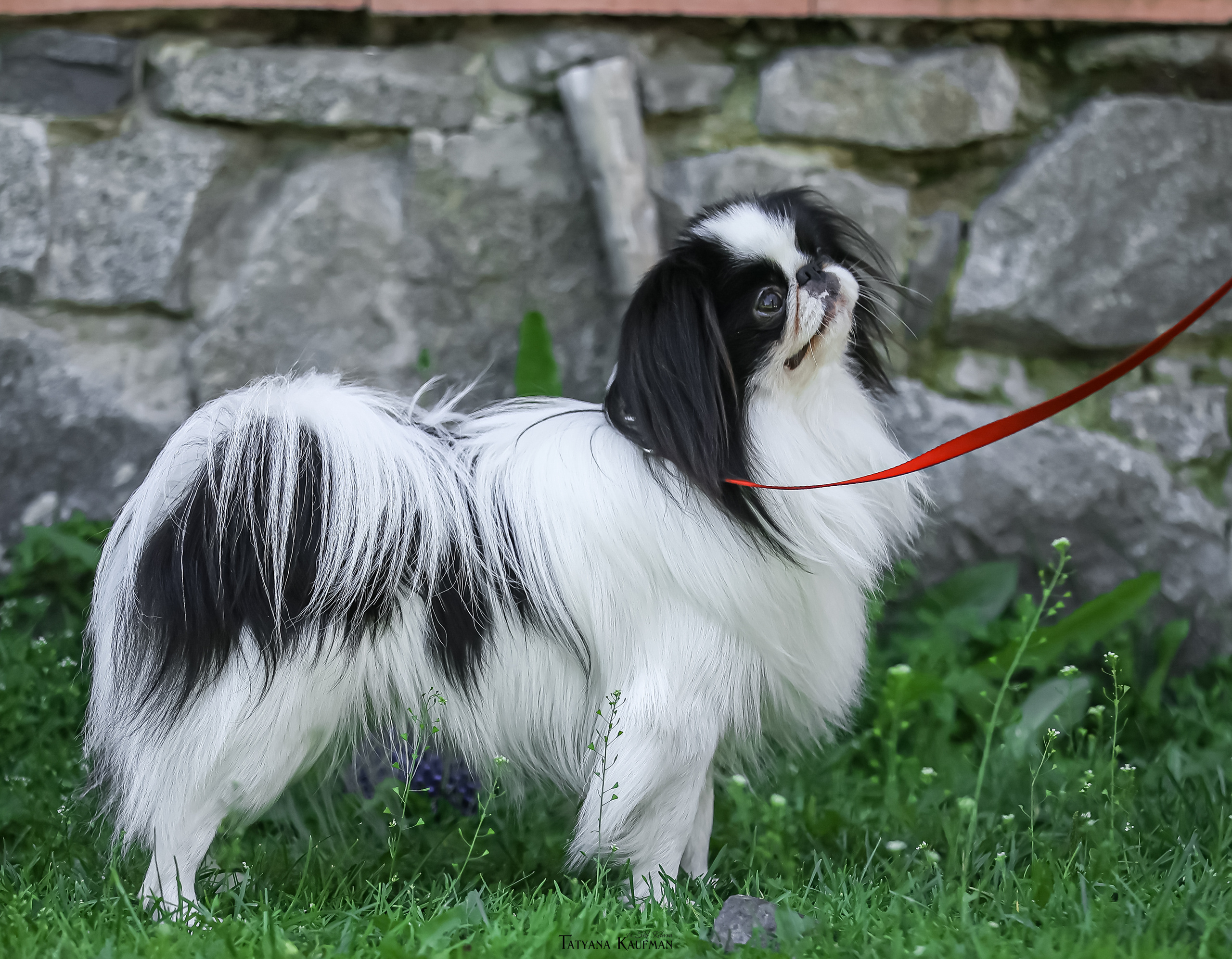 Японский хин, фотография японский хин, собака в цветах, красивая собака, фотограф анималист, фотокурс Анималистика, научиться фотографировать собак, фотограф Новосибирск