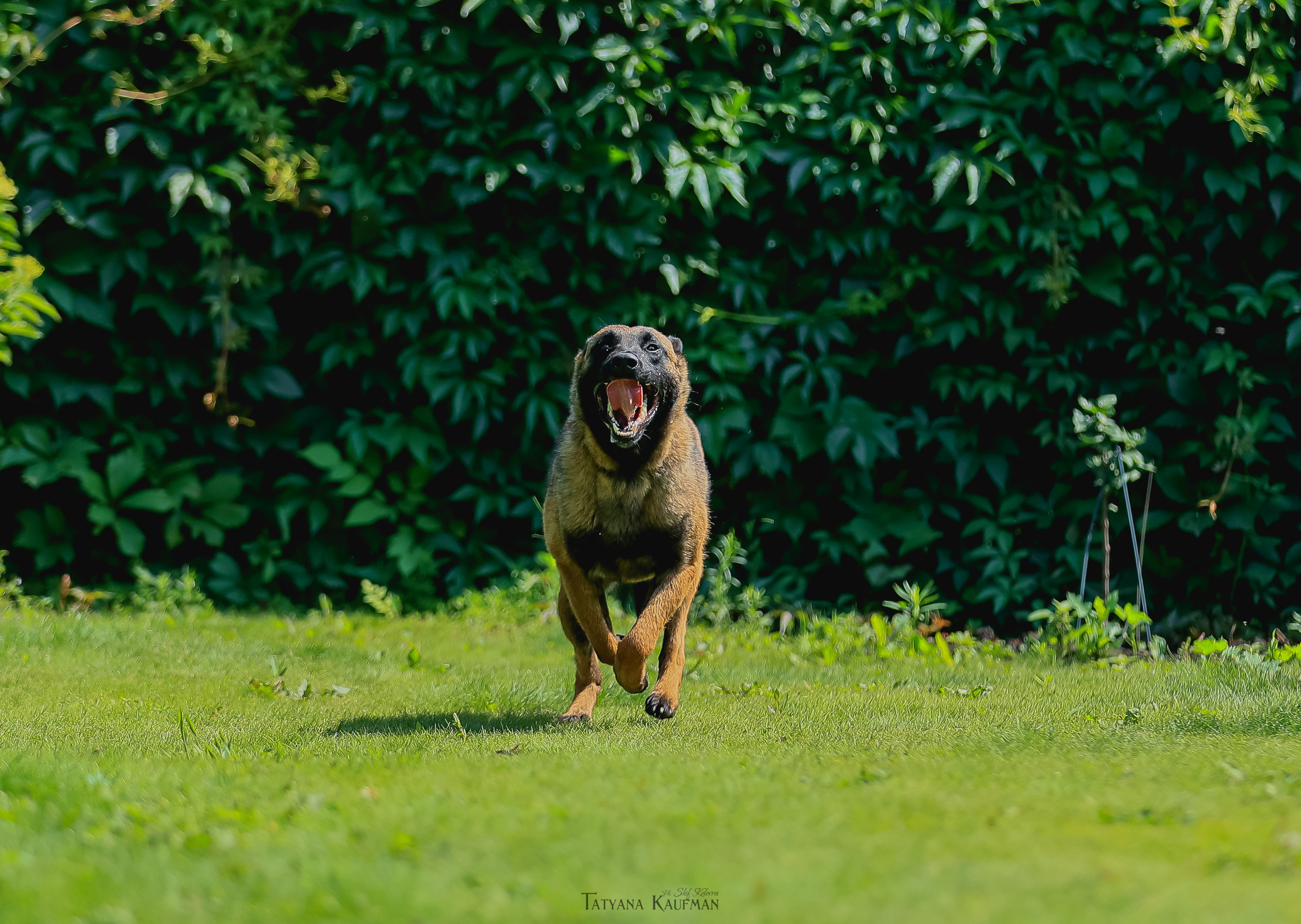 Фотосессия Малинуа. Фотограф Анималист из Новосибирска Татьяна Кауфман