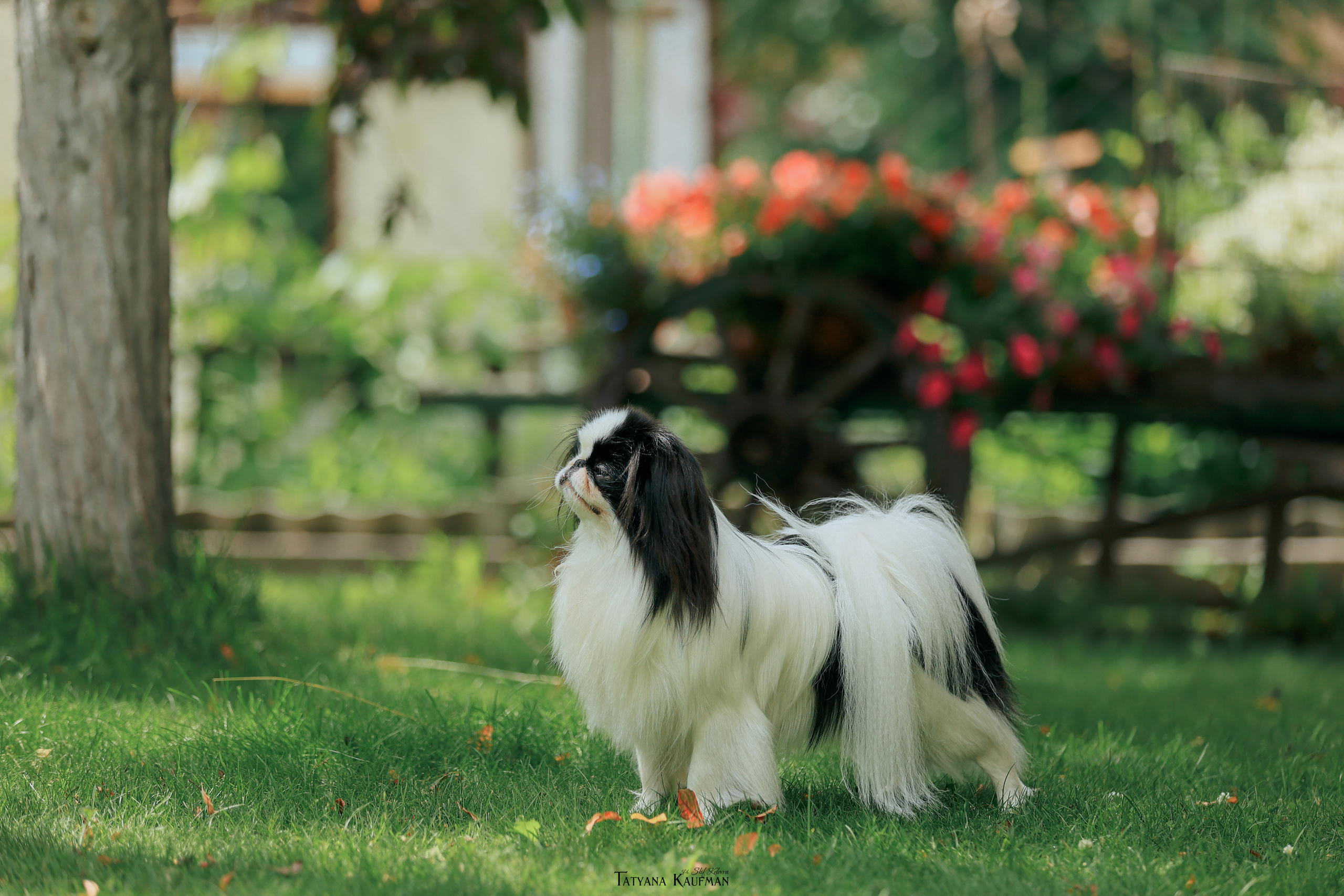 Фотосъемка японских хинов. Фотограф Анималист из Новосибирска Татьяна Кауфман