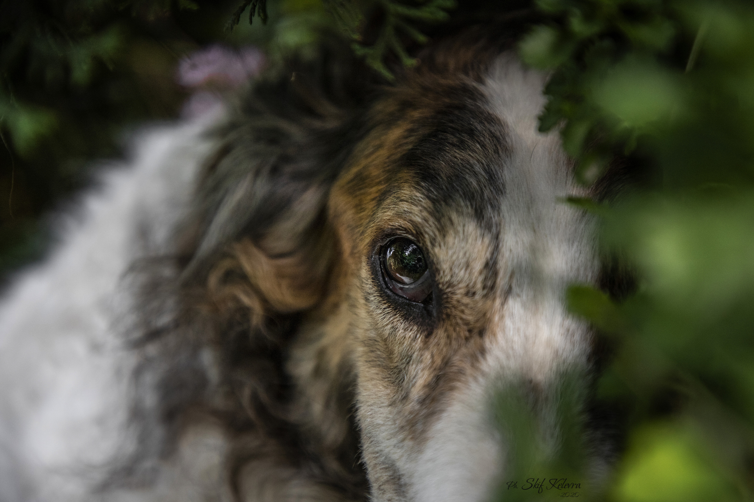 Фотограф Анималист Новосибирск Татьяна Кауфман. Фотографирую собаку. Фотосессия щенков. Фотосессия собак. Заказать съемки. Заказать фотосессию в Новосибирске. Фотосессия Новосибирск. Анималистика. Как фотографировать собак? Как сфотографировать собаку? Как фотографировать собак в движении. Съемка на выставке. Экстерьерная фотосессия