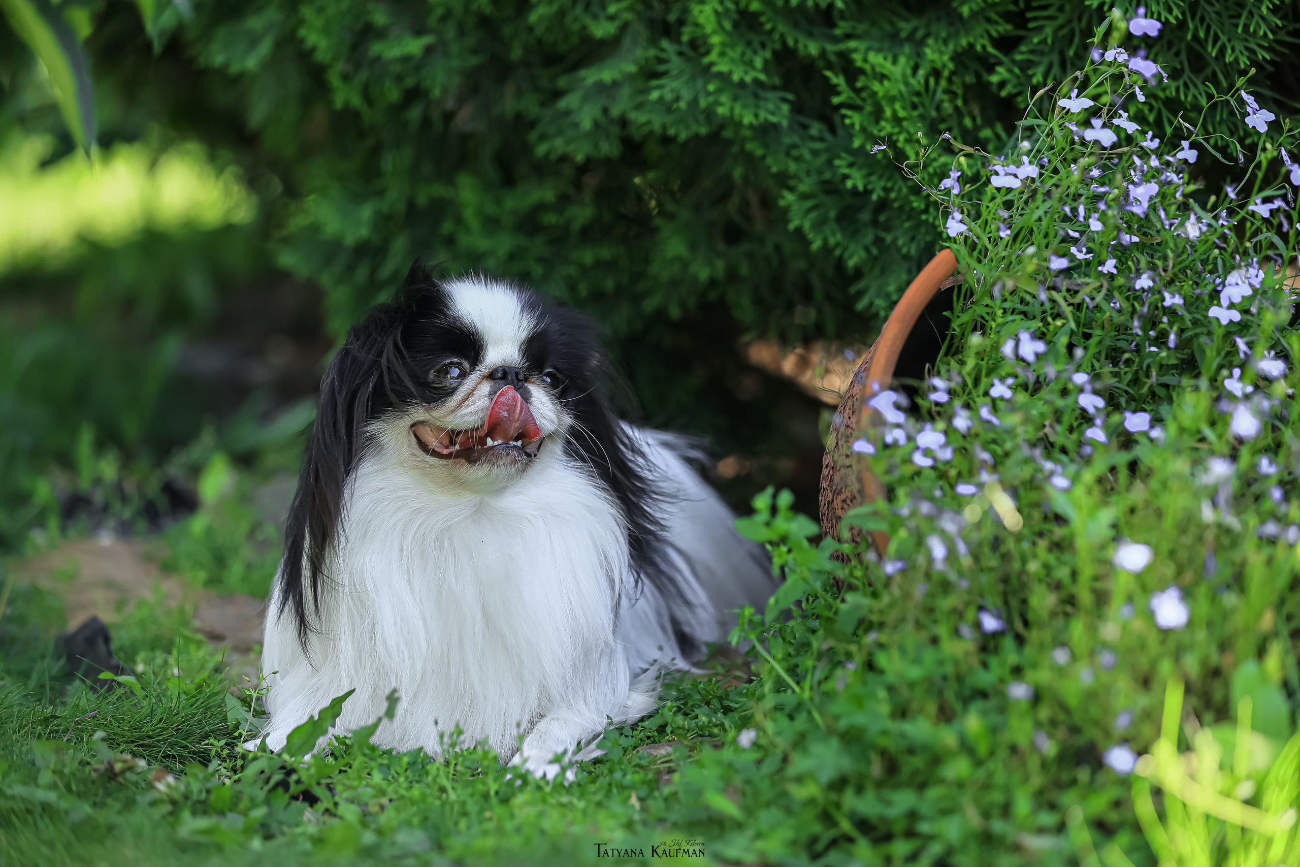 Японский хин, фотография японский хин, собака в цветах, красивая собака, фотограф анималист, фотокурс Анималистика, научиться фотографировать собак, фотограф Новосибирск