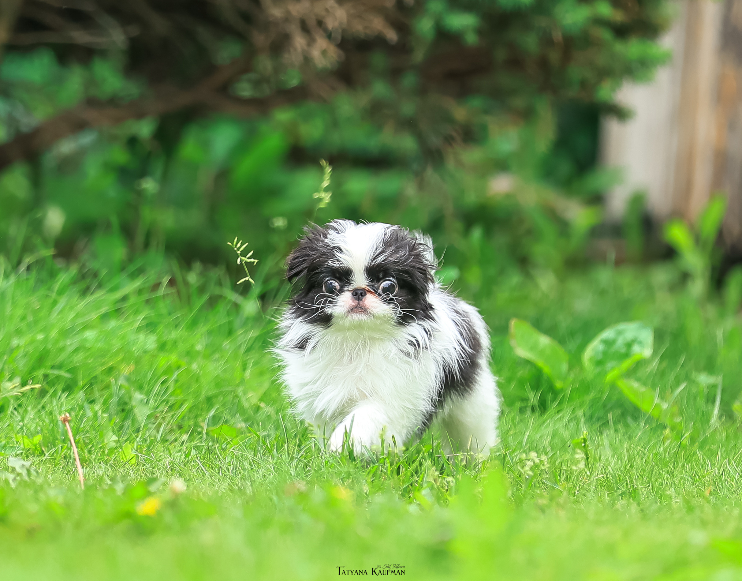 Фотосъемка японских хинов. Фотограф Анималист из Новосибирска Татьяна Кауфман