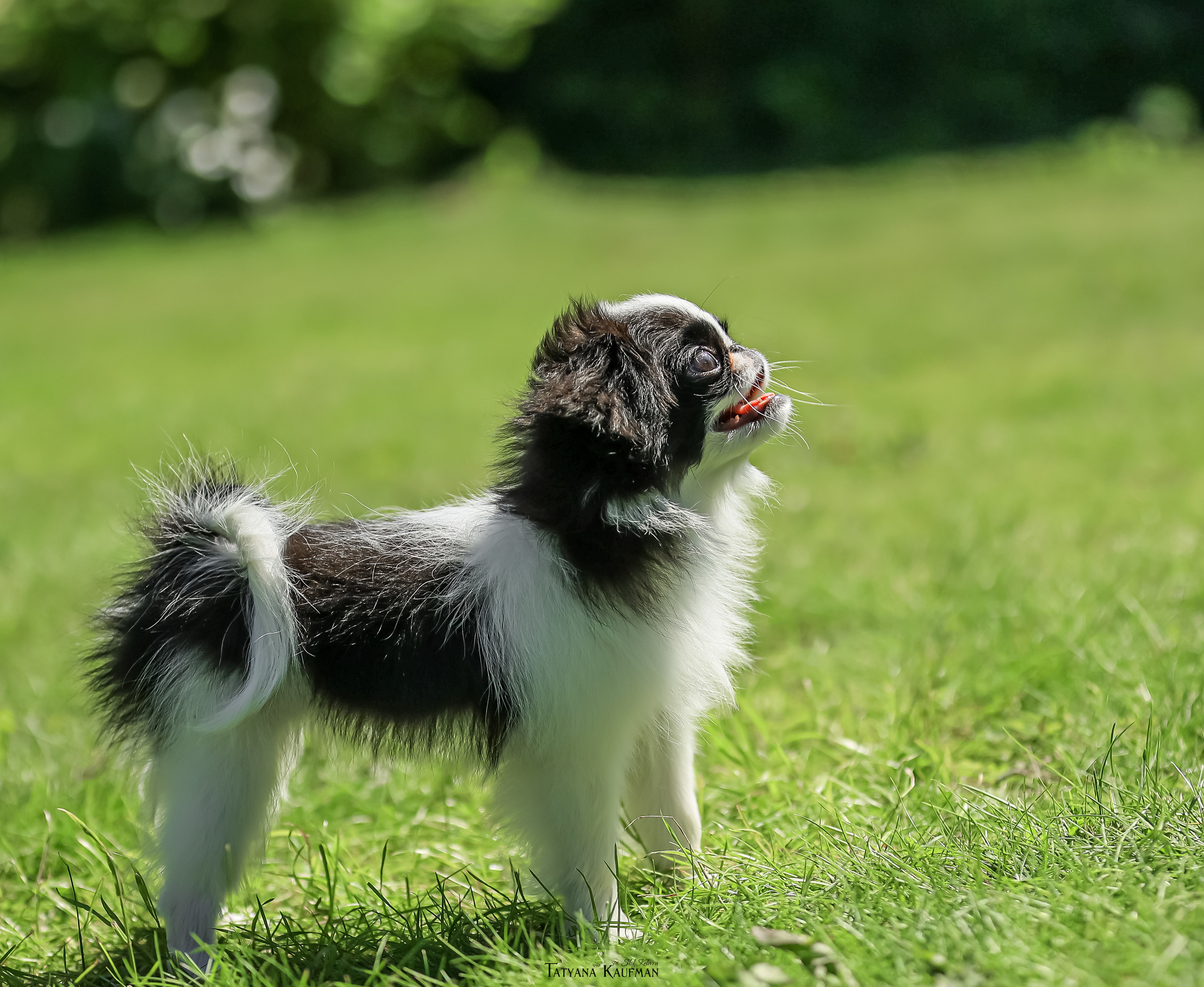 Японский хин, фотография японский хин, собака в цветах, красивая собака, фотограф анималист, фотокурс Анималистика, научиться фотографировать собак, фотограф Новосибирск