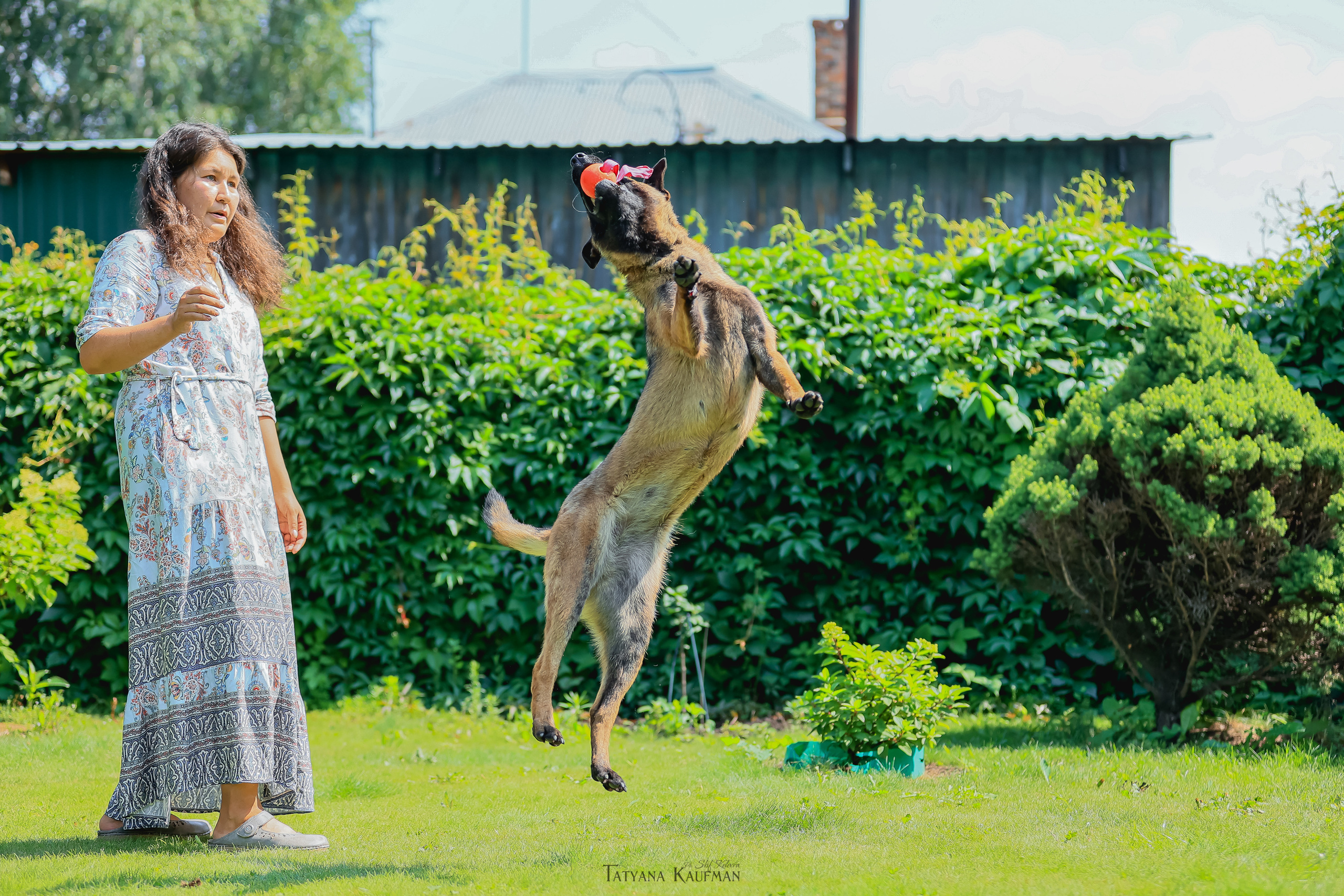 Фотосессия Малинуа. Фотограф Анималист из Новосибирска Татьяна Кауфман