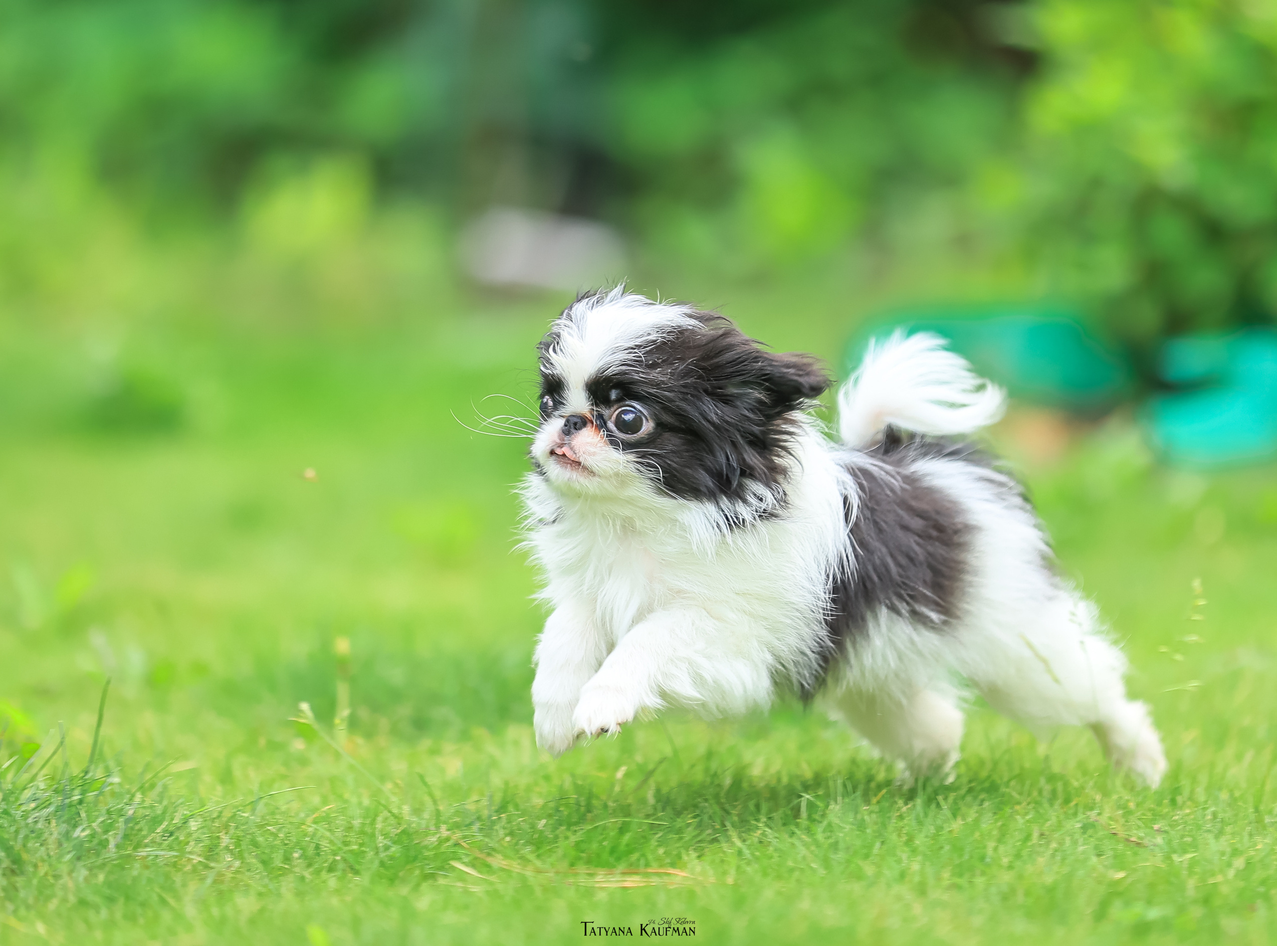 Фотосъемка японских хинов. Фотограф Анималист из Новосибирска Татьяна Кауфман