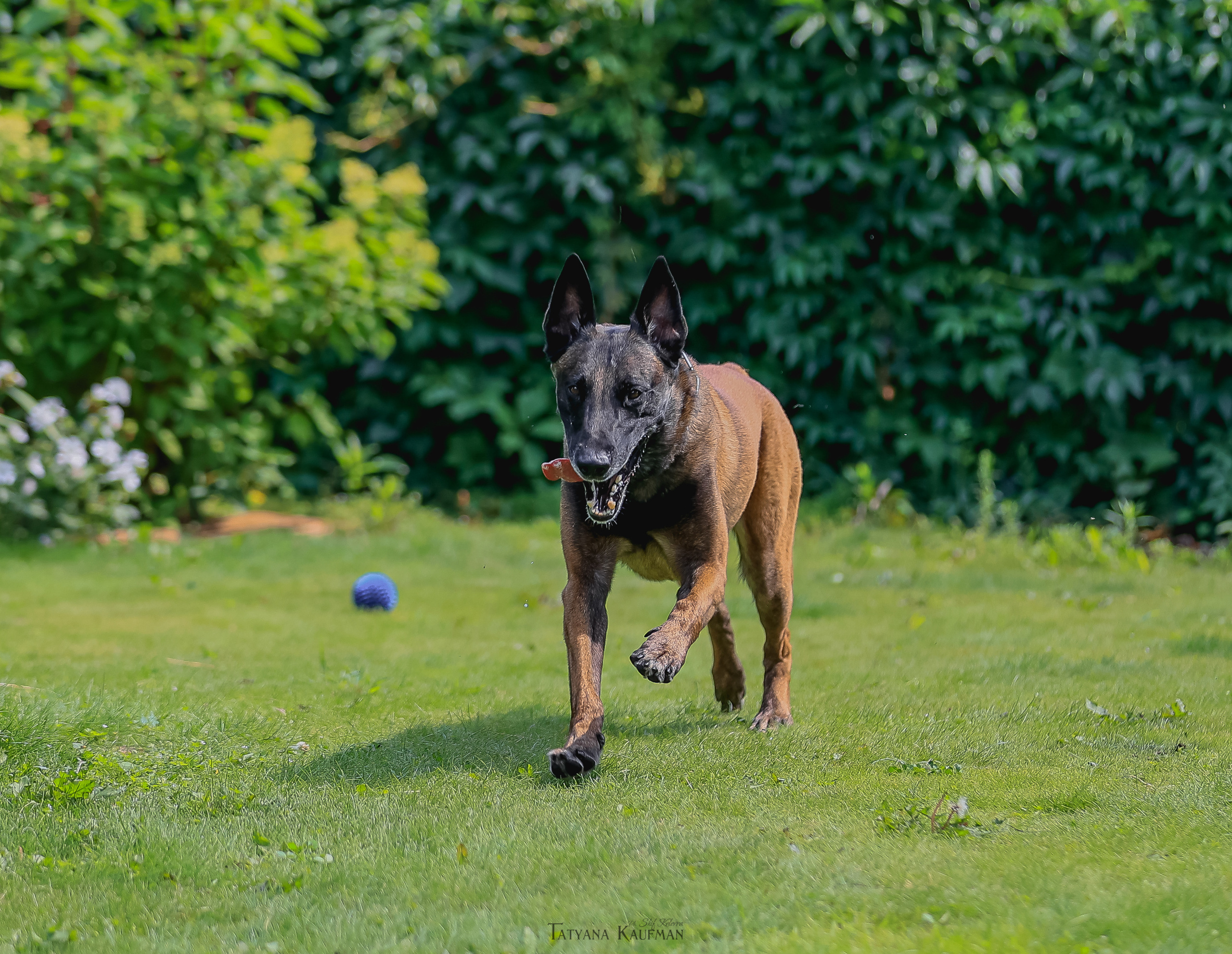 Фотосессия Малинуа. Фотограф Анималист из Новосибирска Татьяна Кауфман