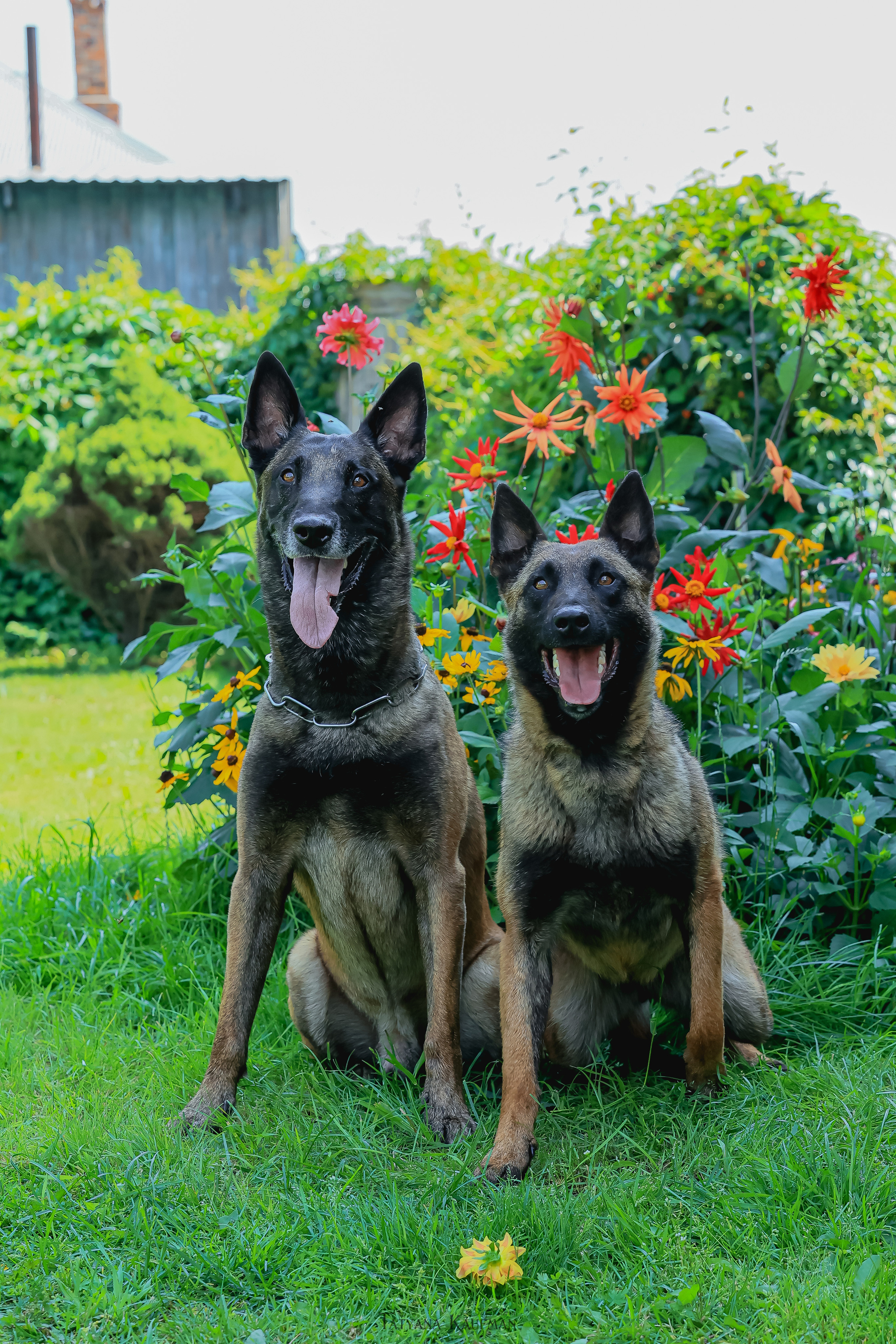 Фотосессия Малинуа. Фотограф Анималист из Новосибирска Татьяна Кауфман