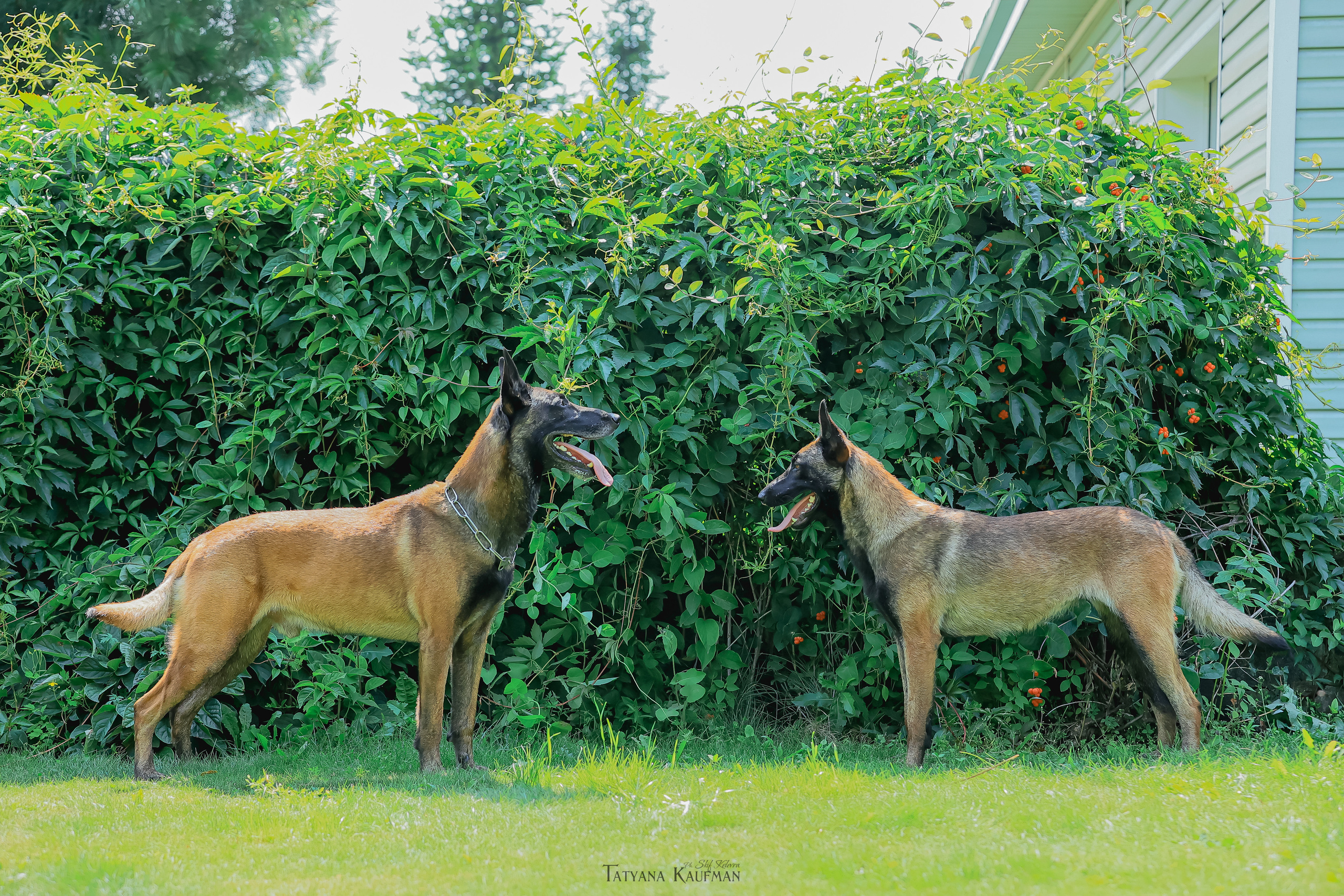 Фотосессия Малинуа. Фотограф Анималист из Новосибирска Татьяна Кауфман