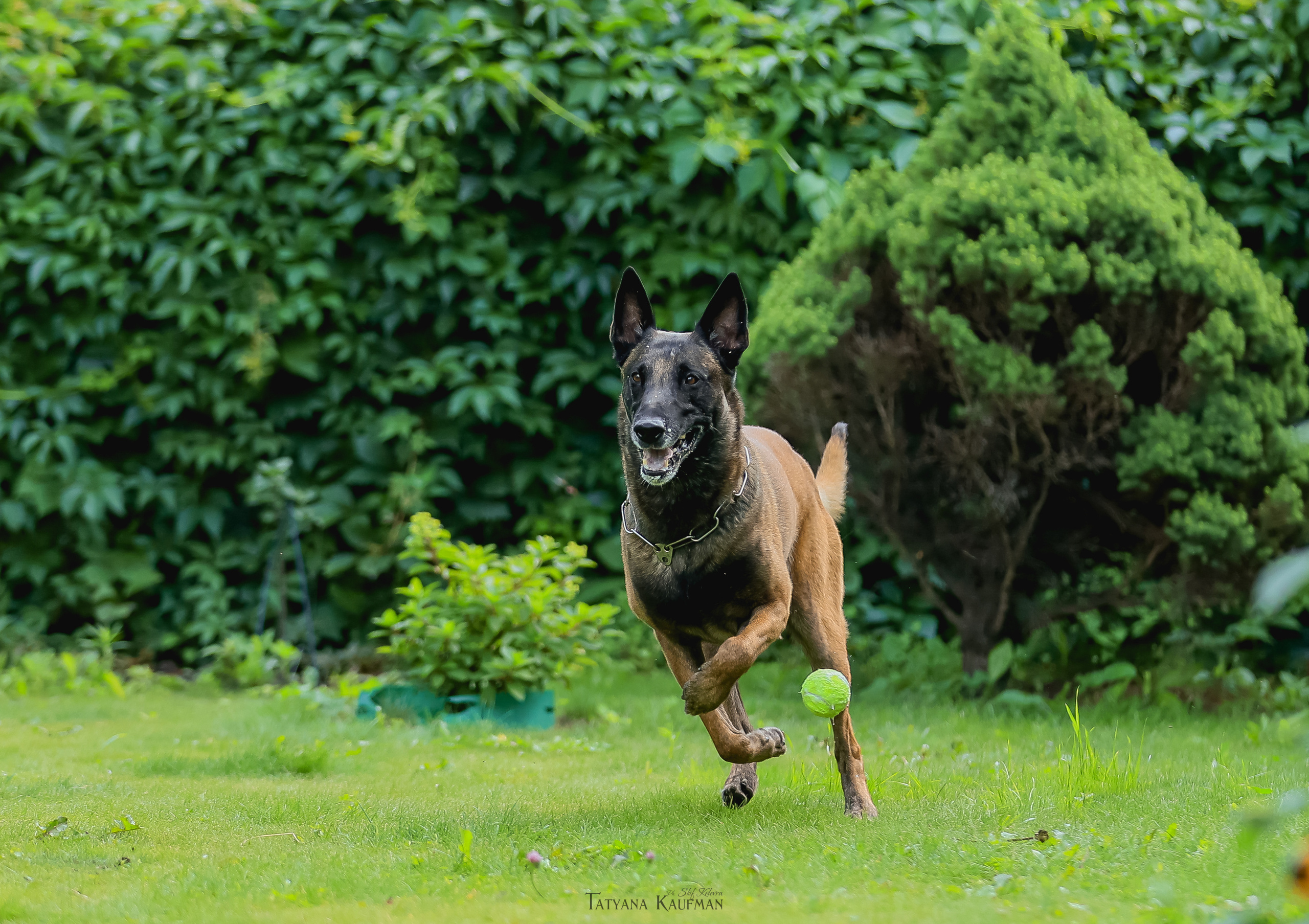 Фотосессия Малинуа. Фотограф Анималист из Новосибирска Татьяна Кауфман