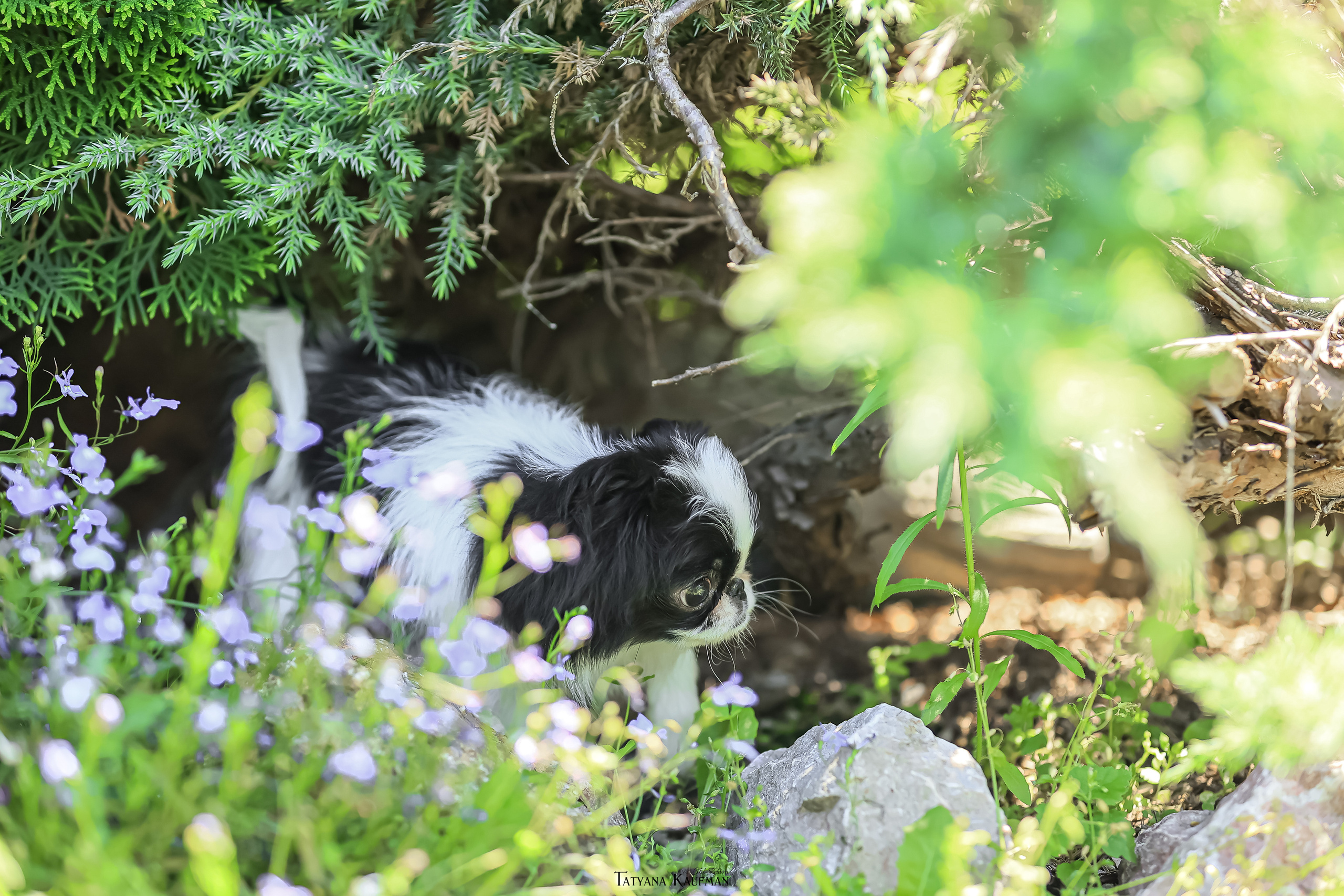 Японский хин, фотография японский хин, собака в цветах, красивая собака, фотограф анималист, фотокурс Анималистика, научиться фотографировать собак, фотограф Новосибирск